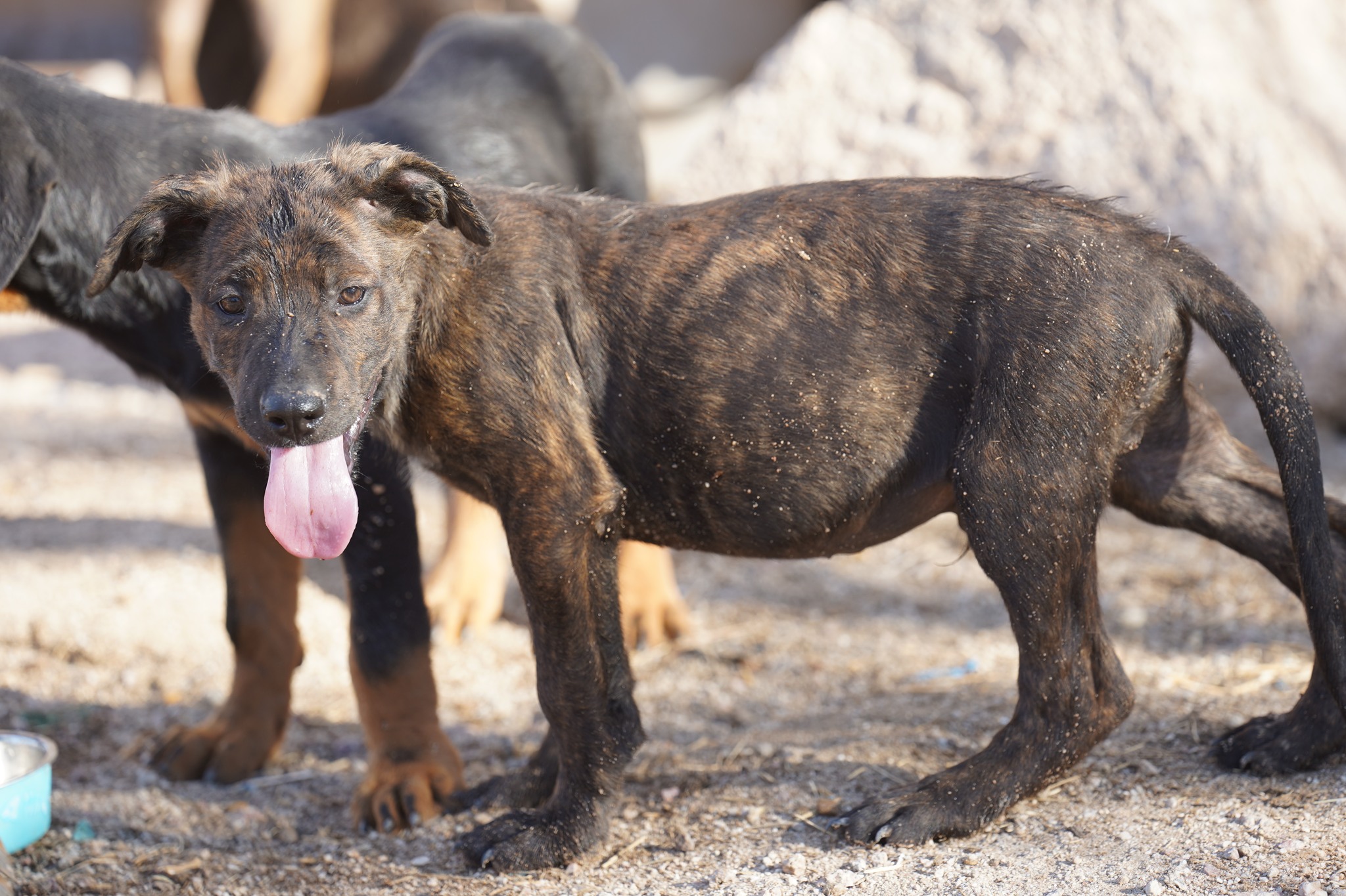 American Bandogge Mastiff