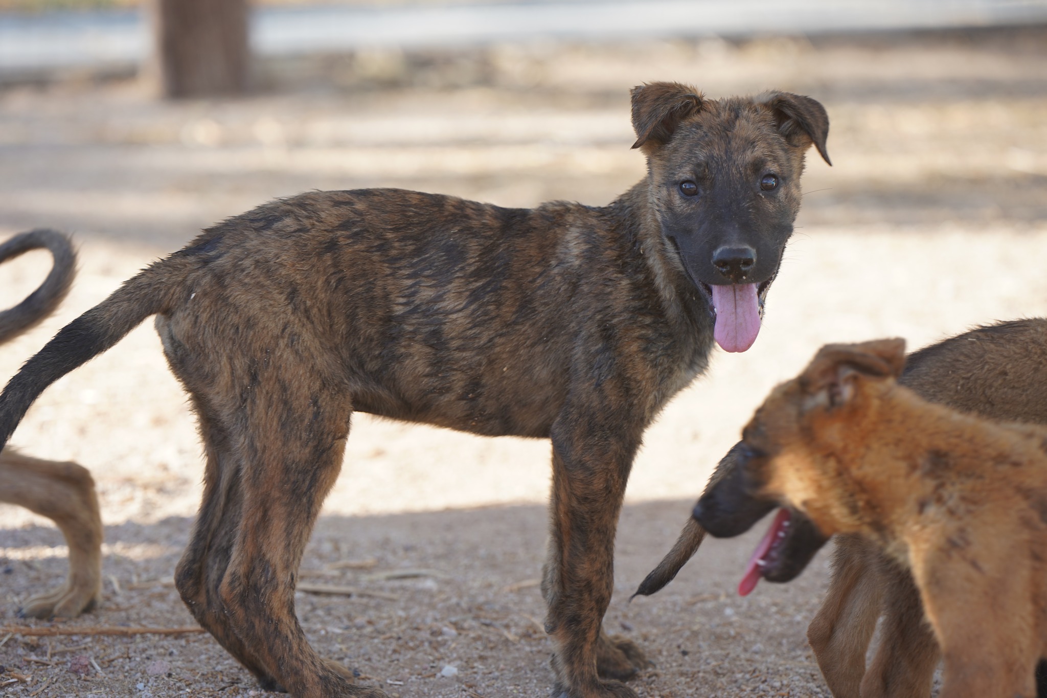 Dutch Shepherd