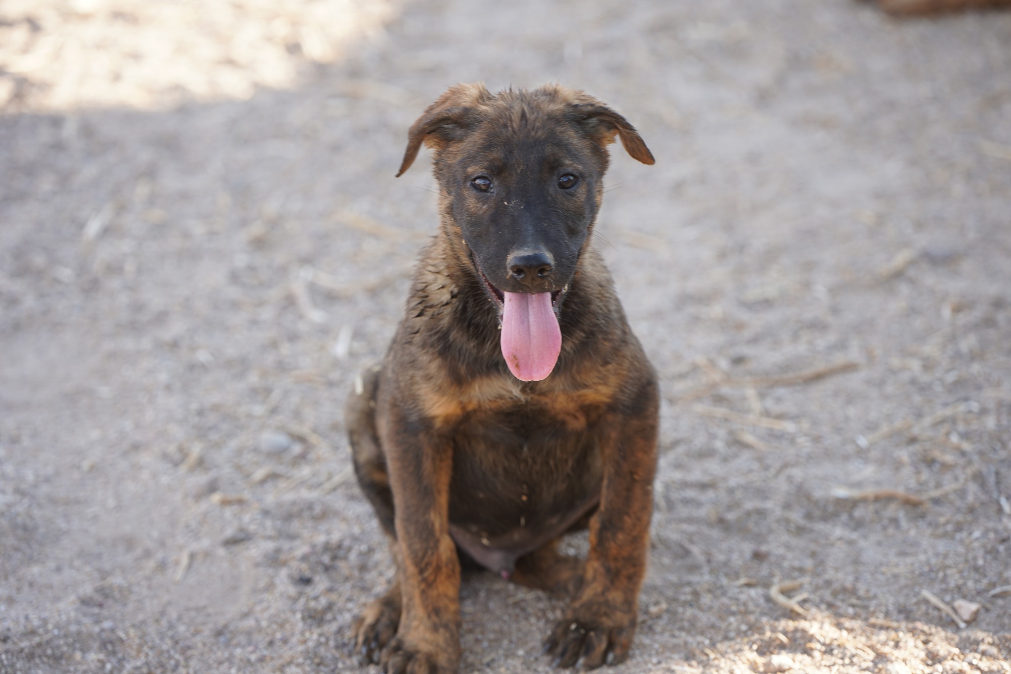 Dutch Shepherd