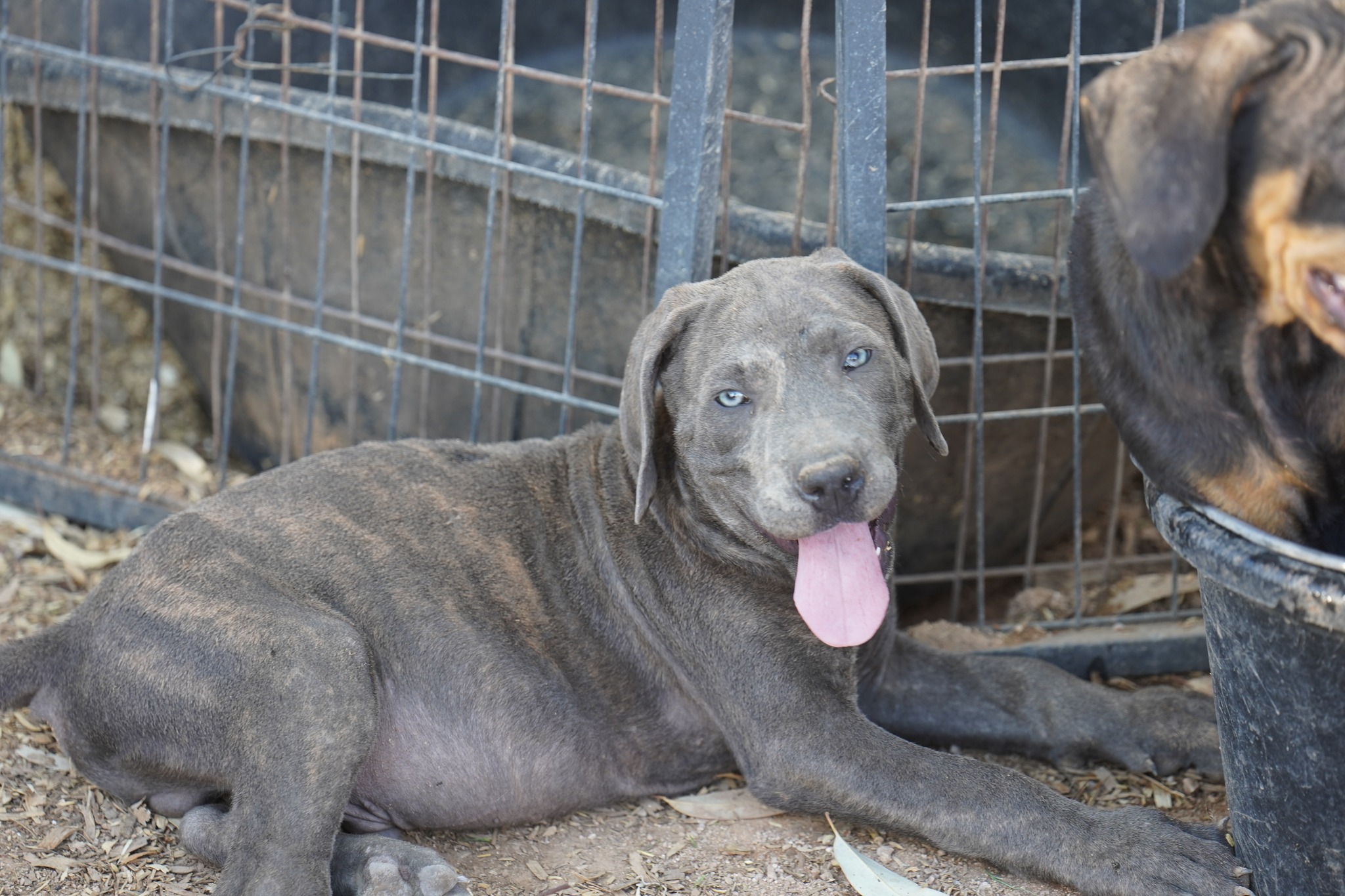 American Bandogge Mastiff