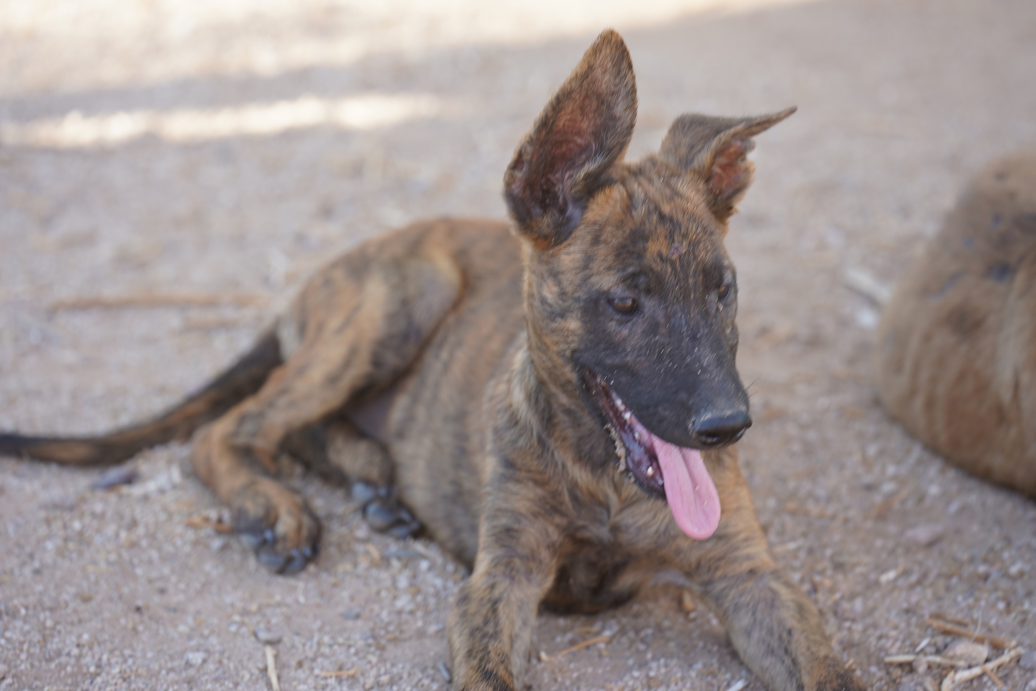 Dutch Shepherd