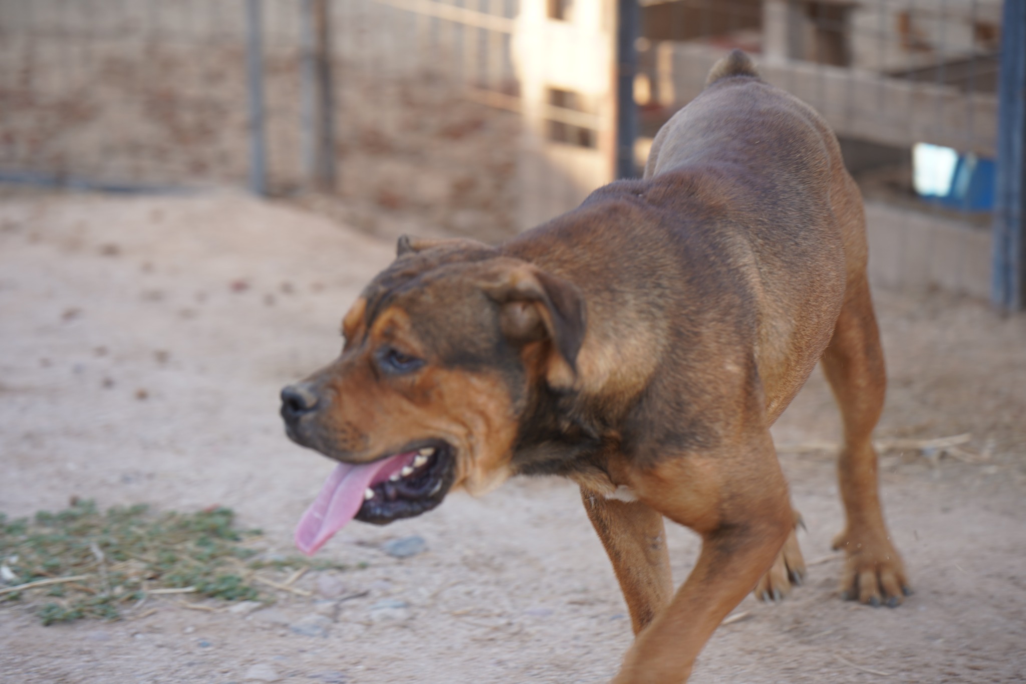 American Bandogge Mastiff