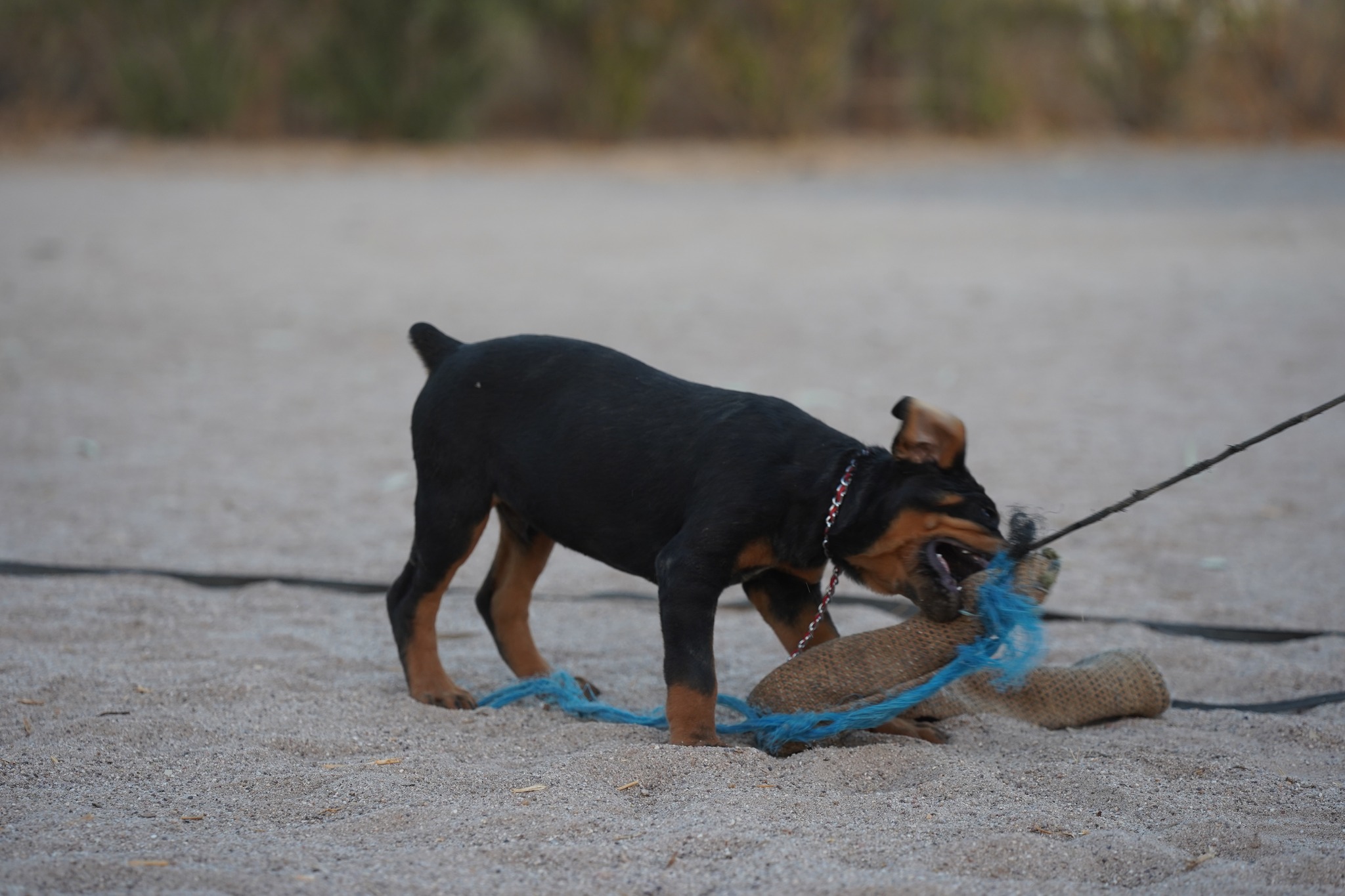 Rottweiler