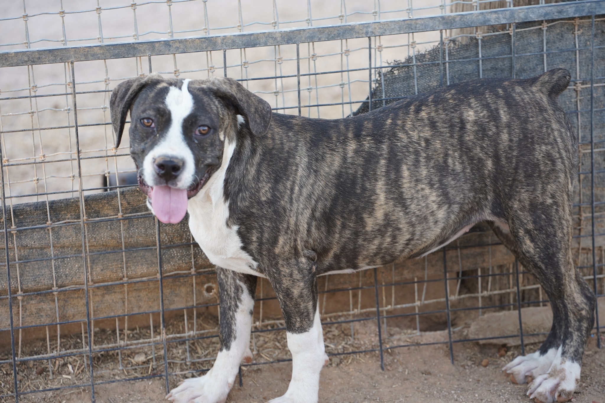 American Bandogge Mastiff