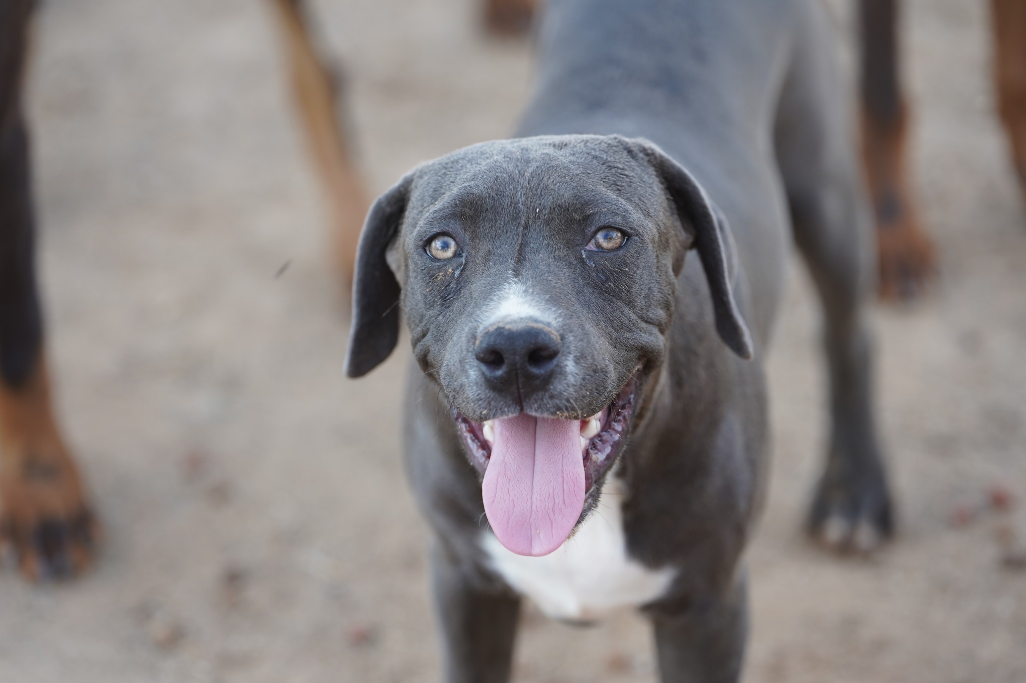 American Bandogge Mastiff