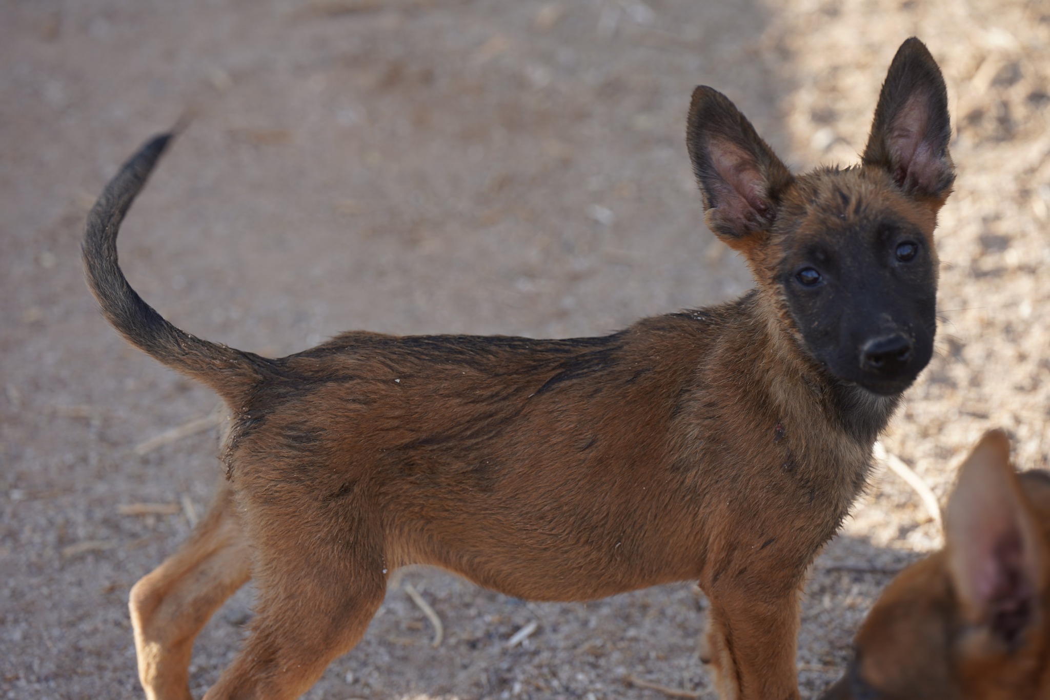 Malinois