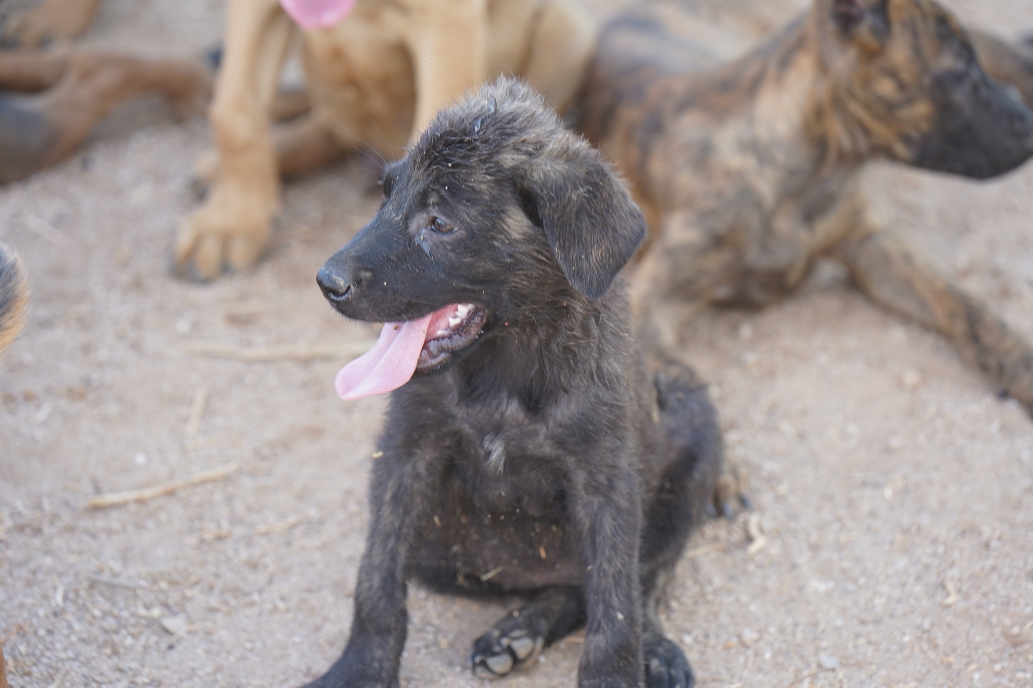 American Bandogge Mastiff