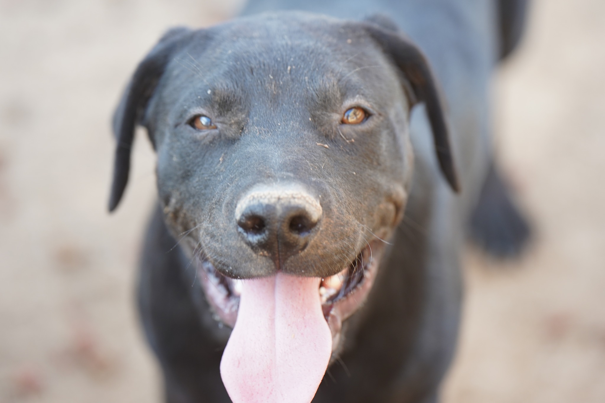 Bandog price cheap