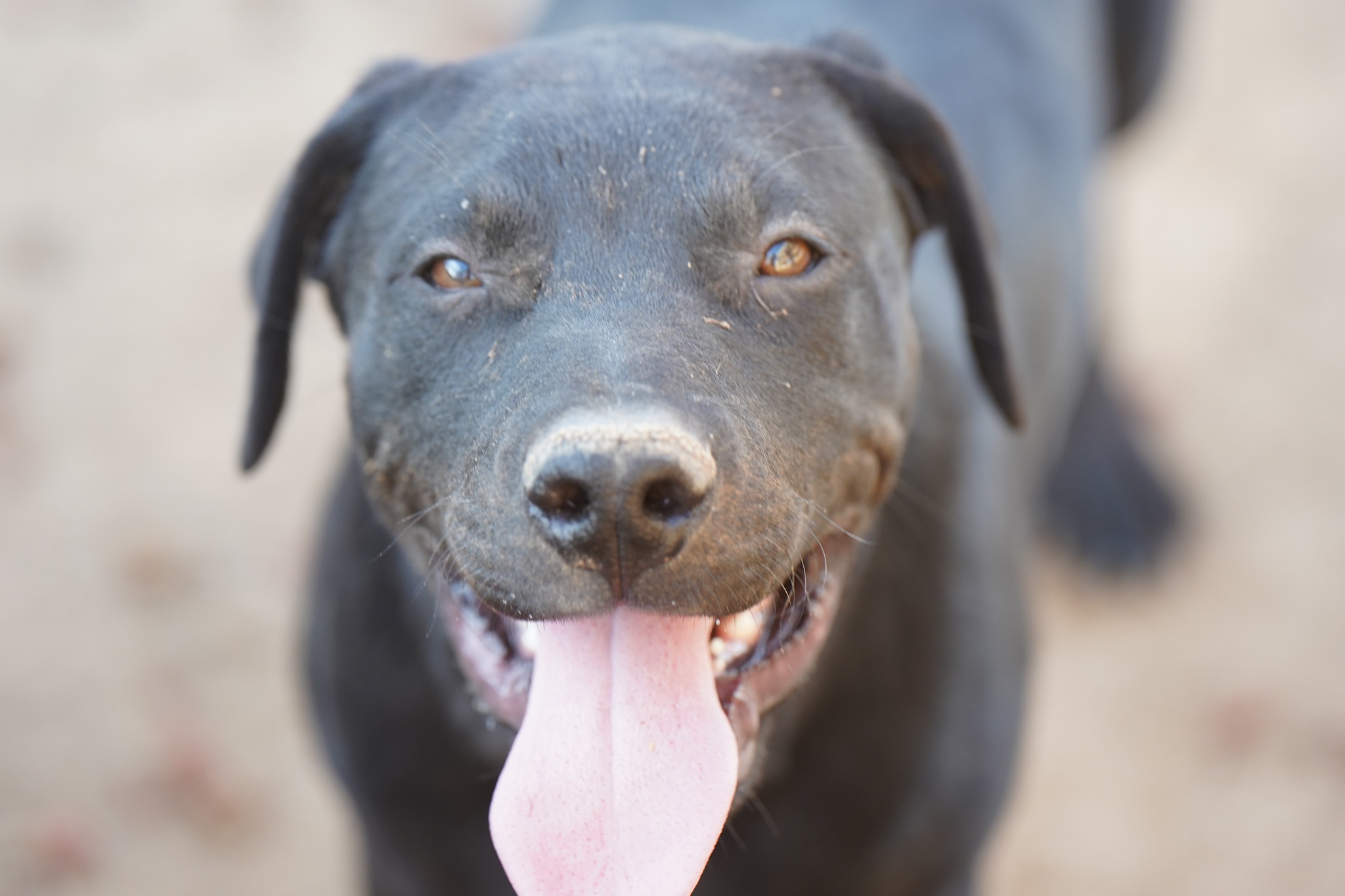 American Bandogge Mastiff