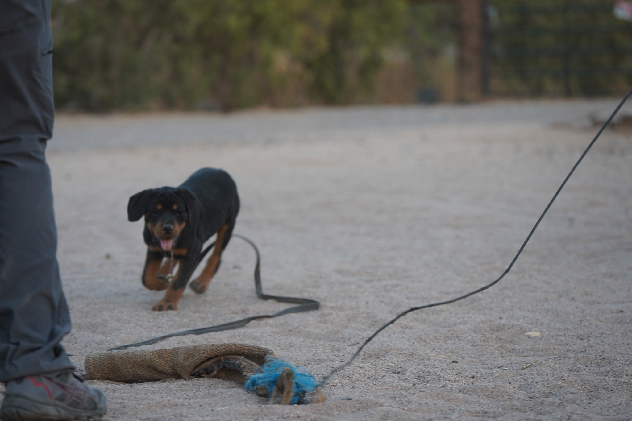 Rottweiler