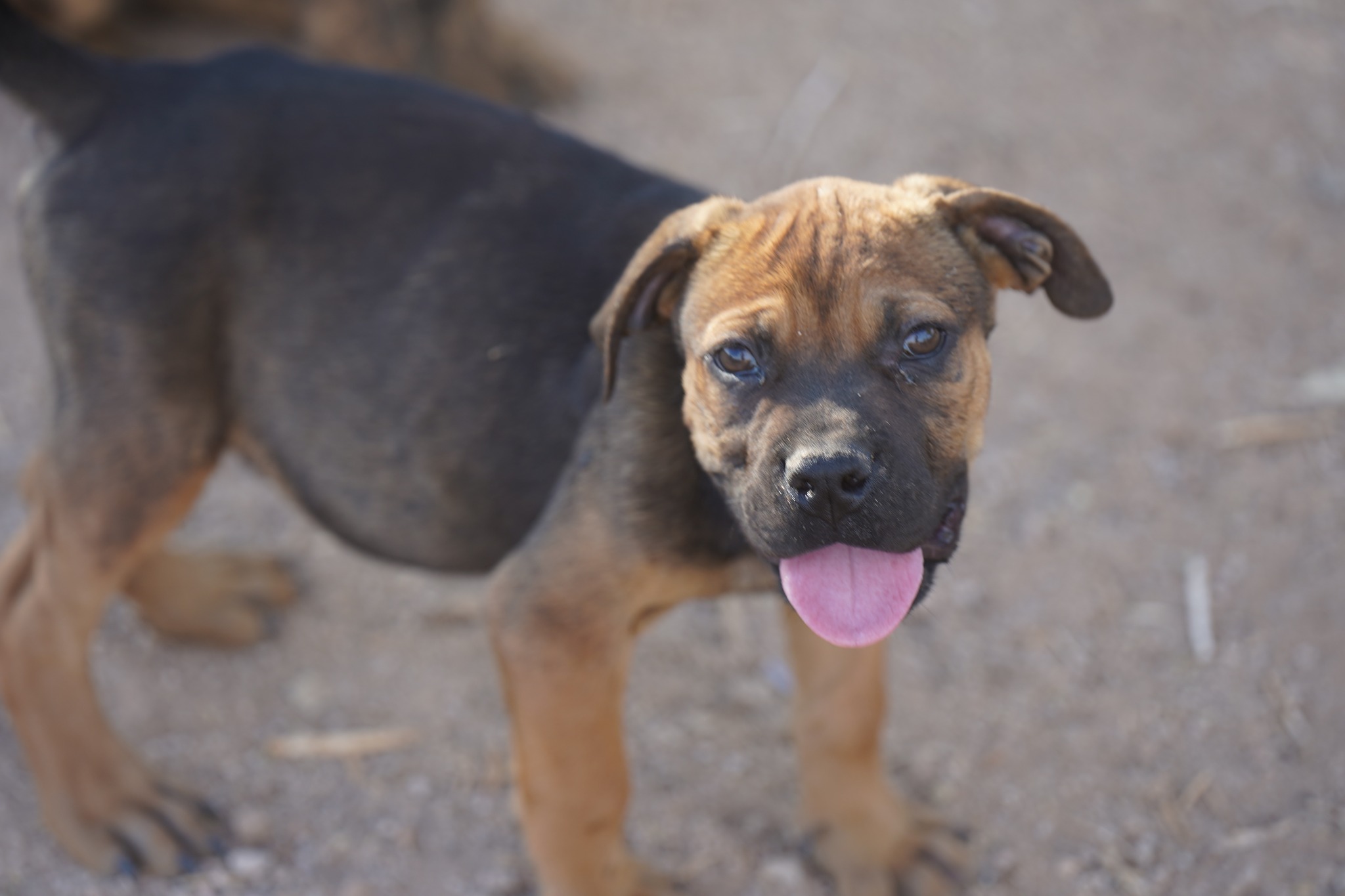 American Bandogge Mastiff