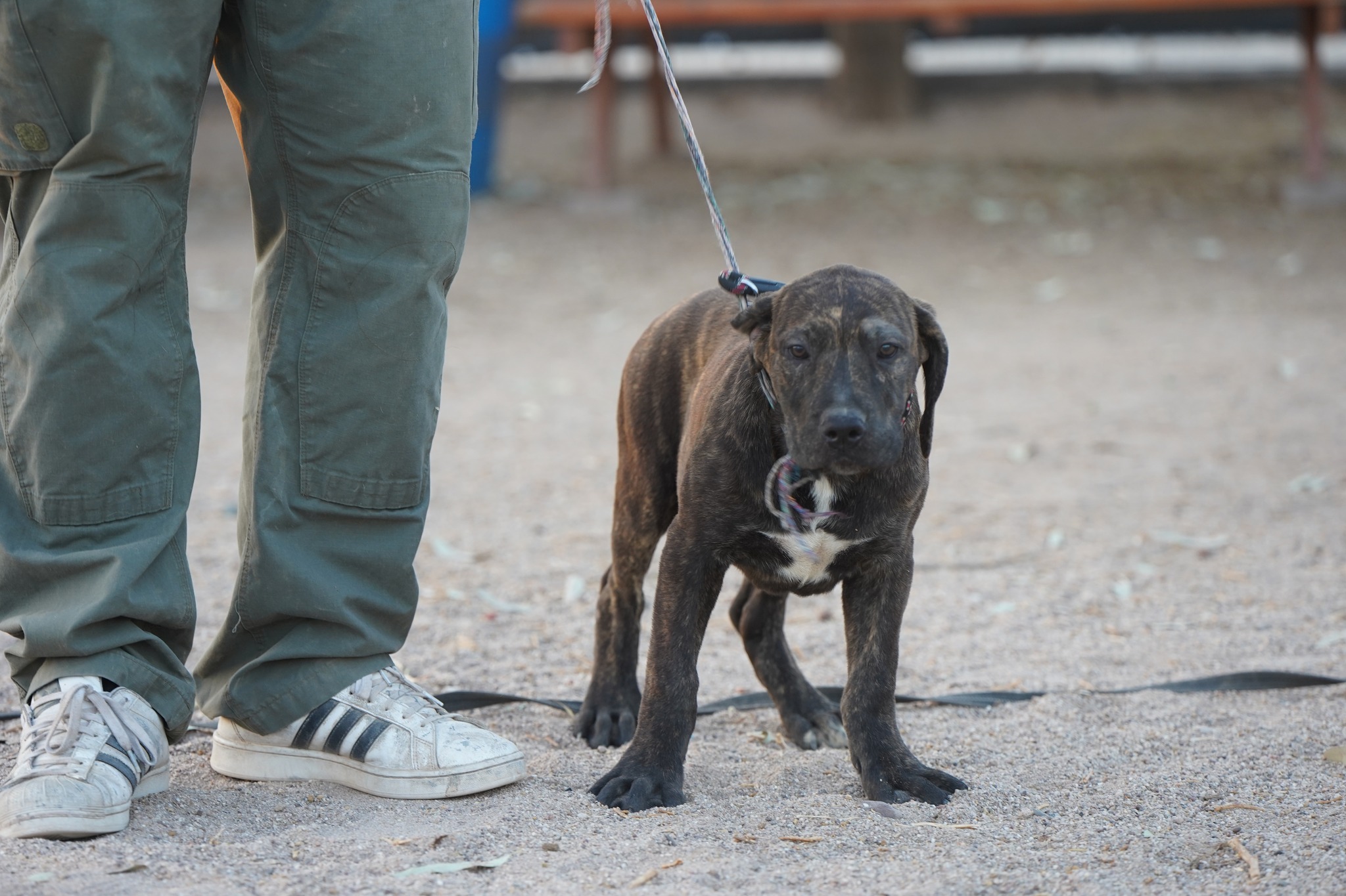 American Bandogge Mastiff