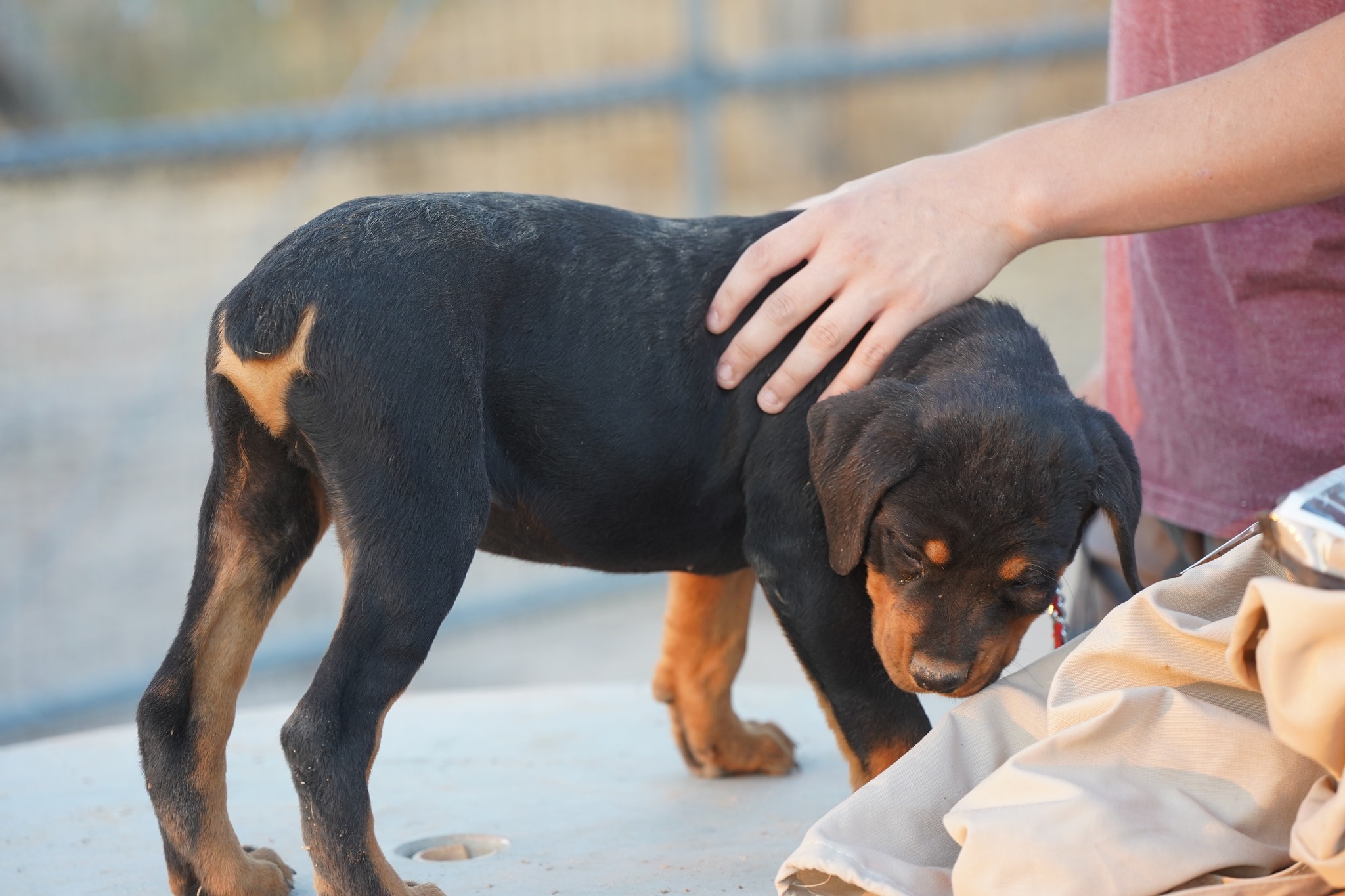 Rottweiler