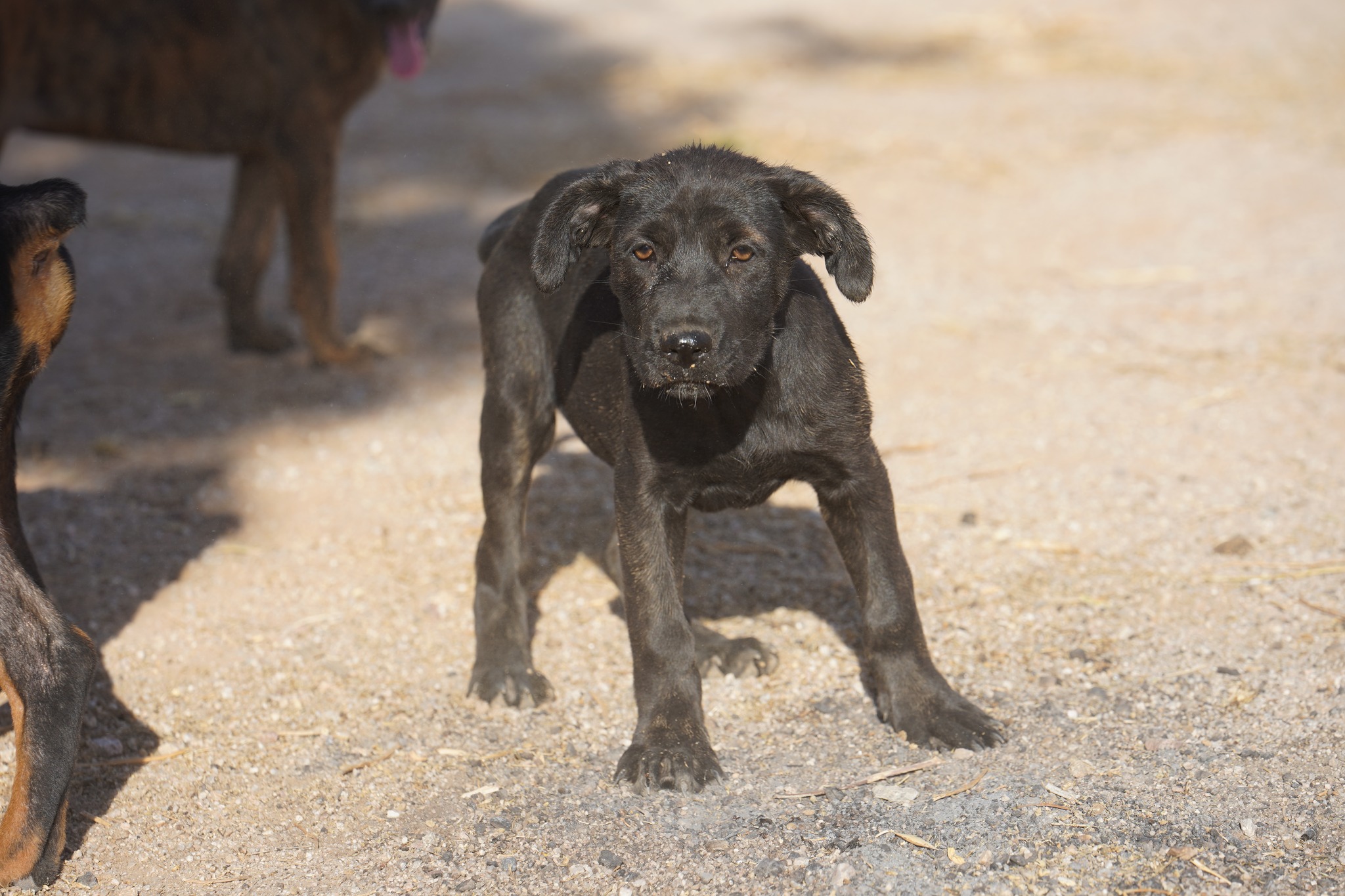 American Bandogge Mastiff