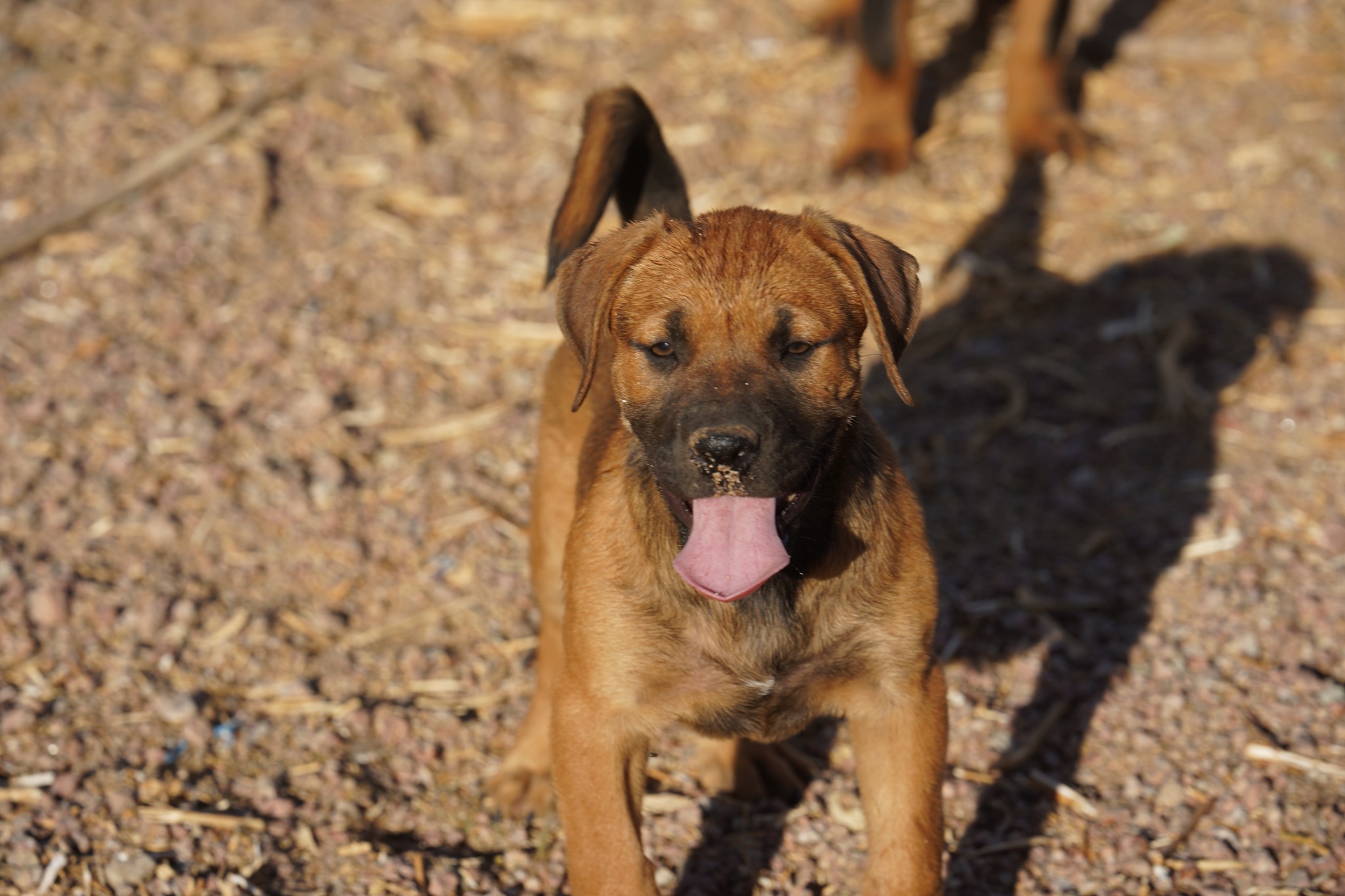 American Bandogge Mastiff