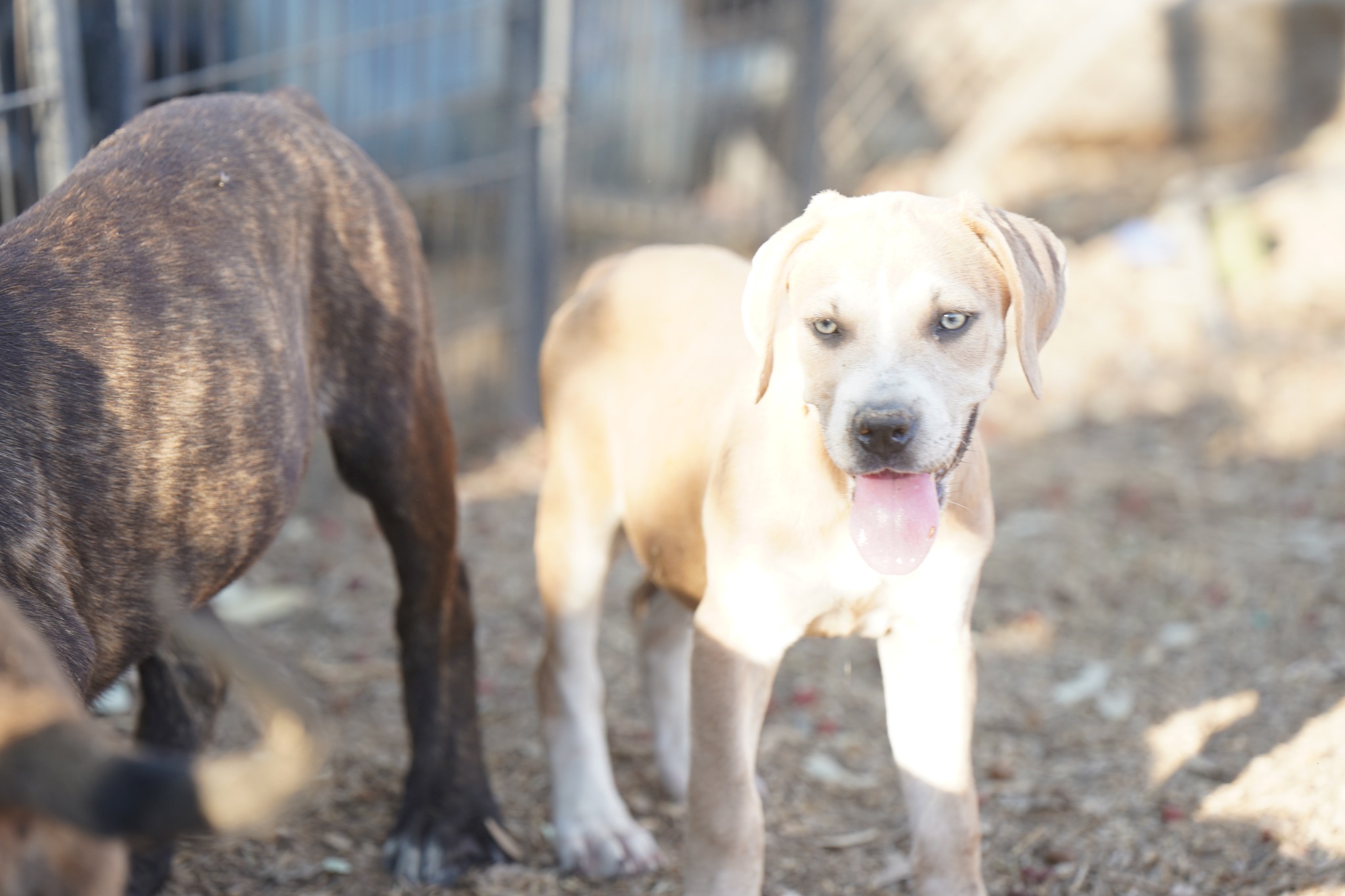 American Bandogge Mastiff