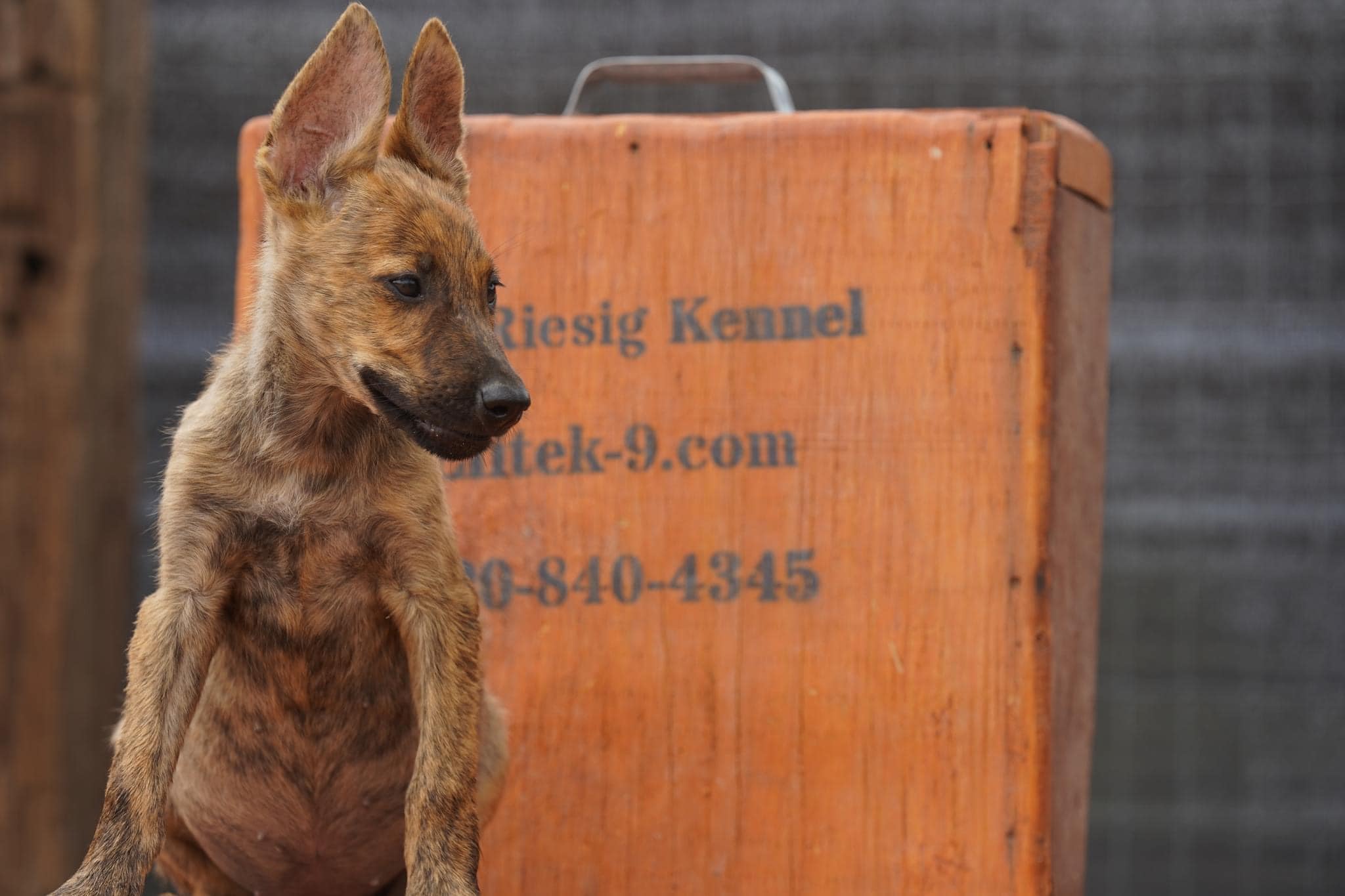 Dutch Shepherd