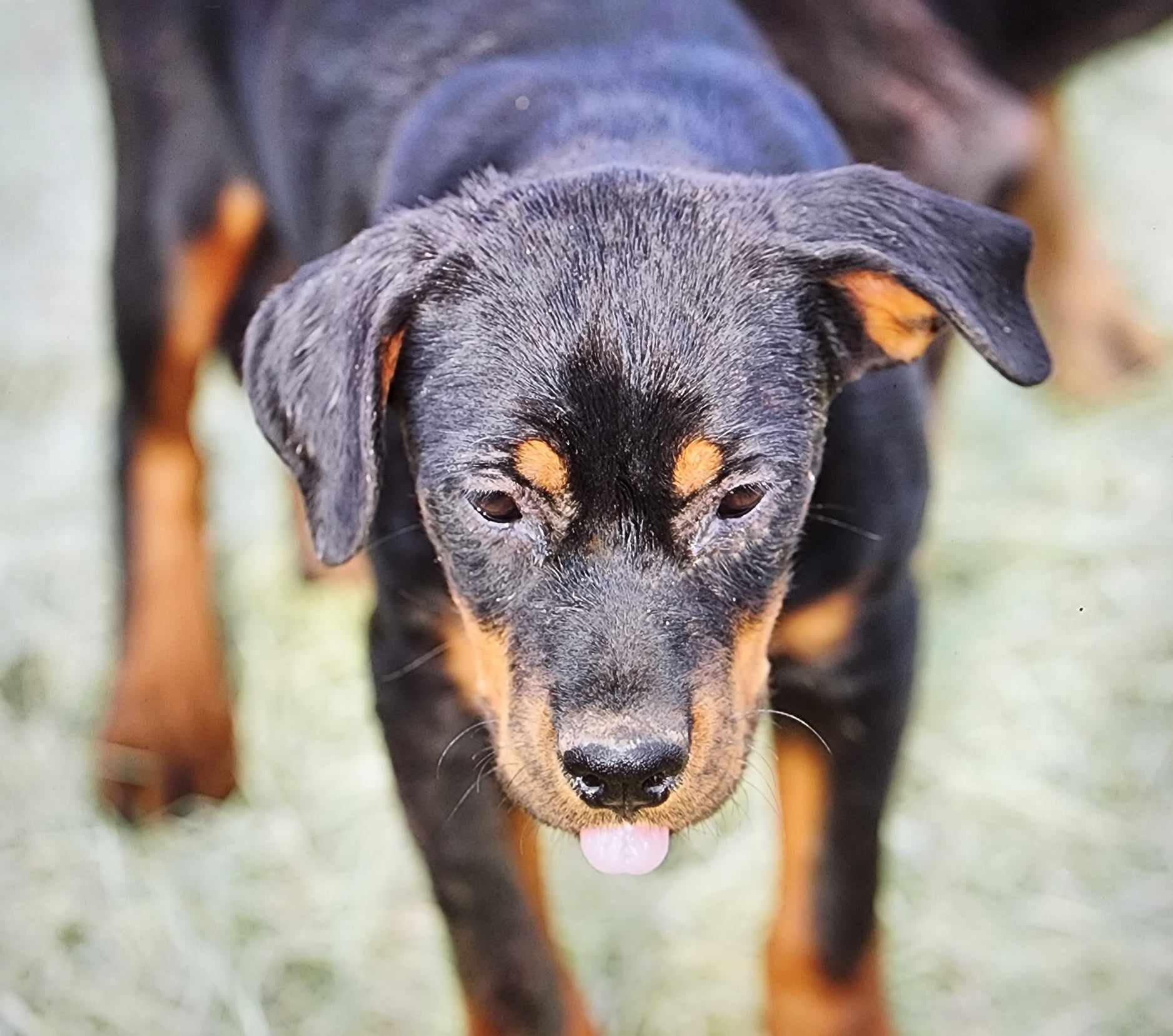 Rottweiler