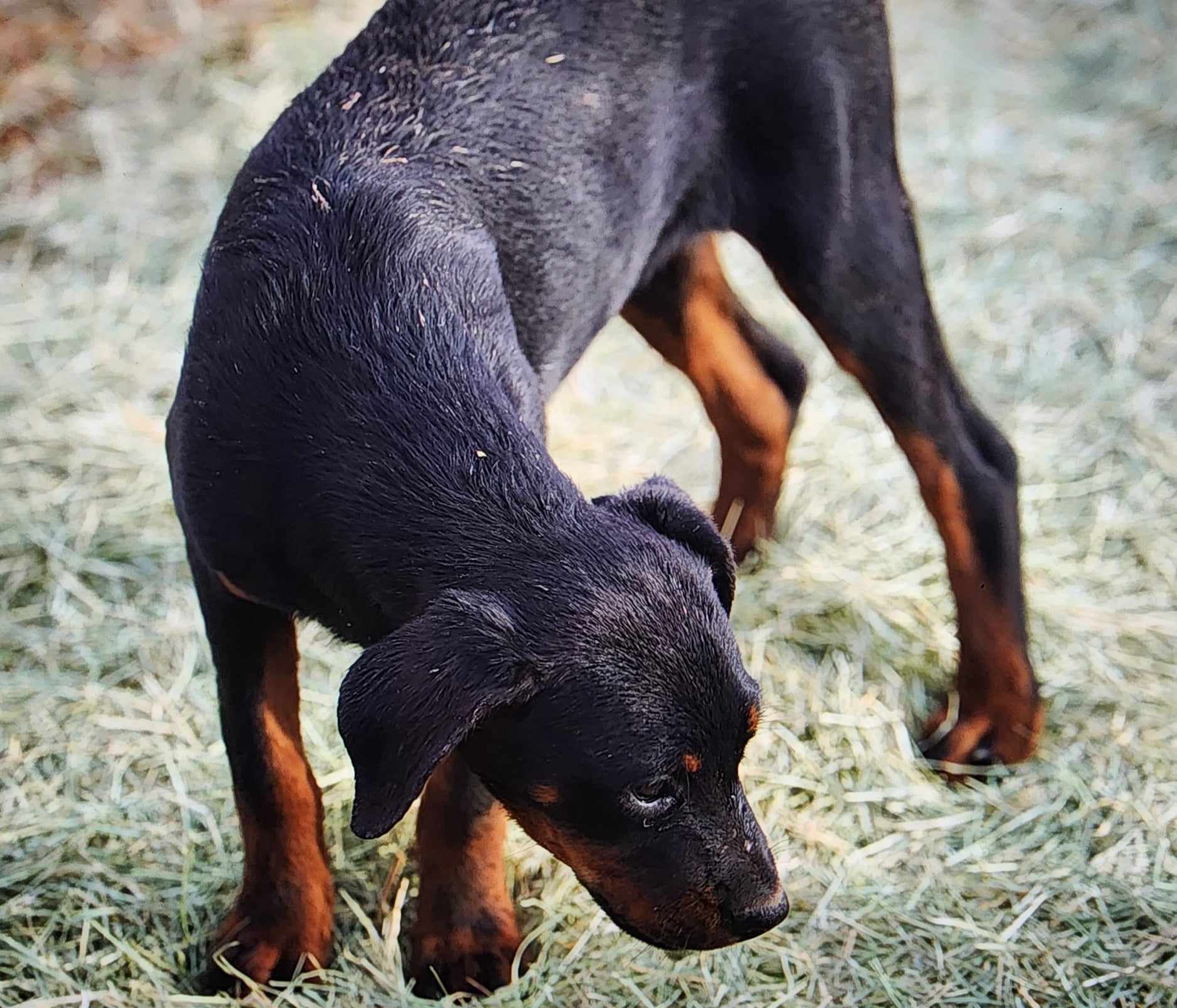 Rottweiler