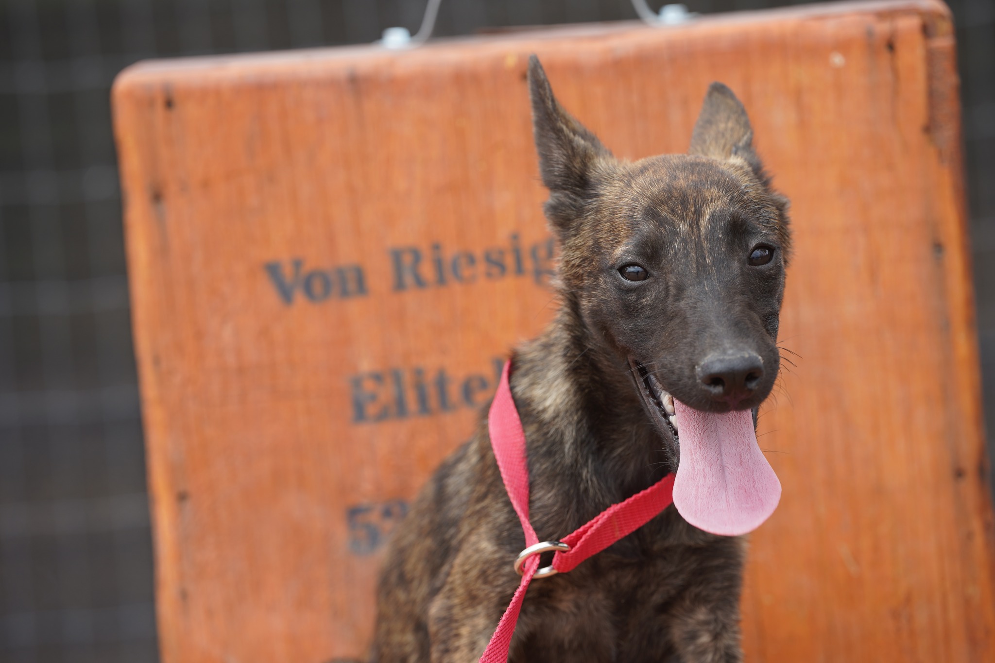 Dutch Shepherd