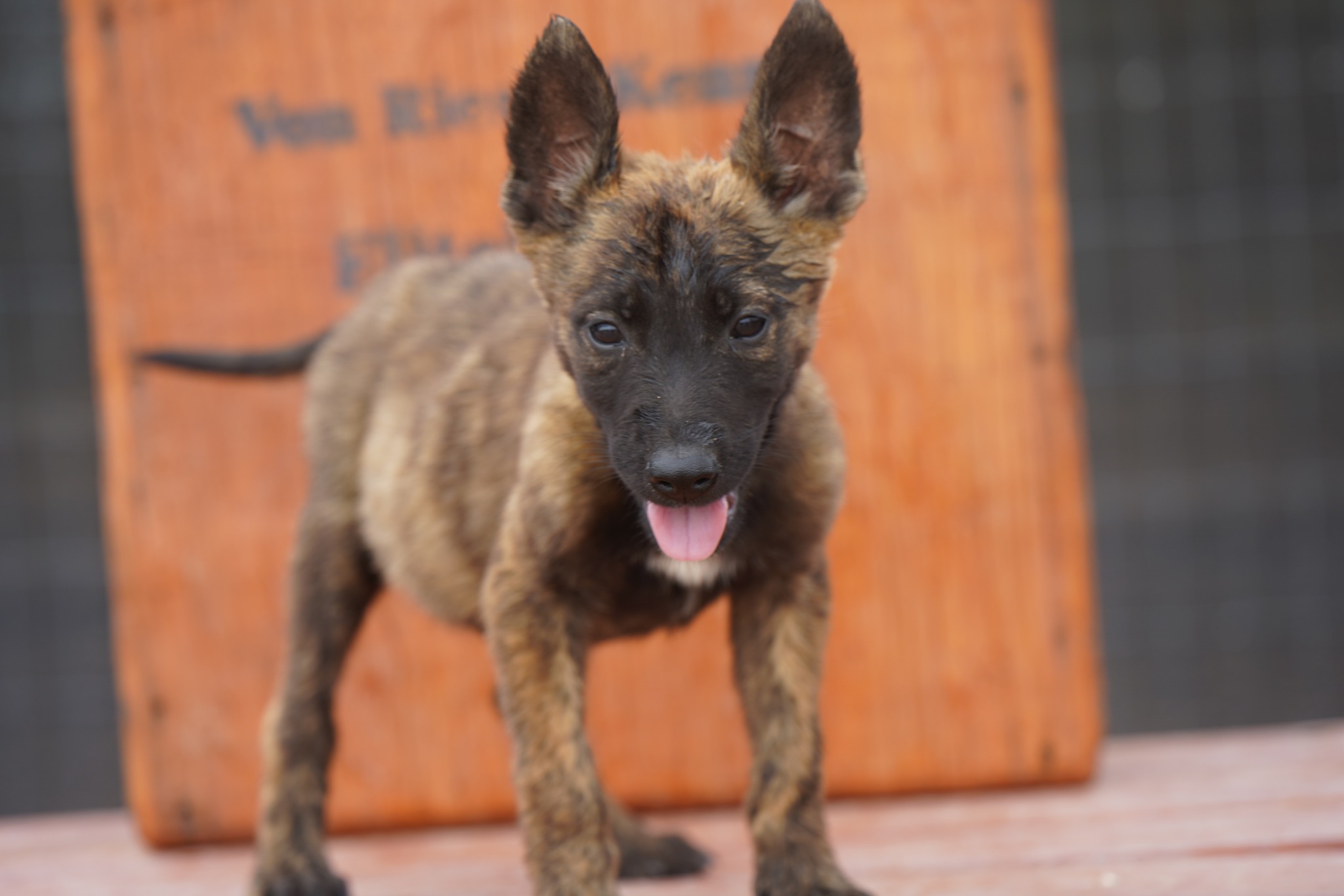 Dutch Shepherd