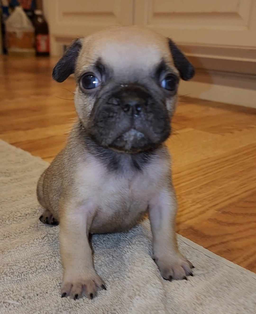 French Bulldog