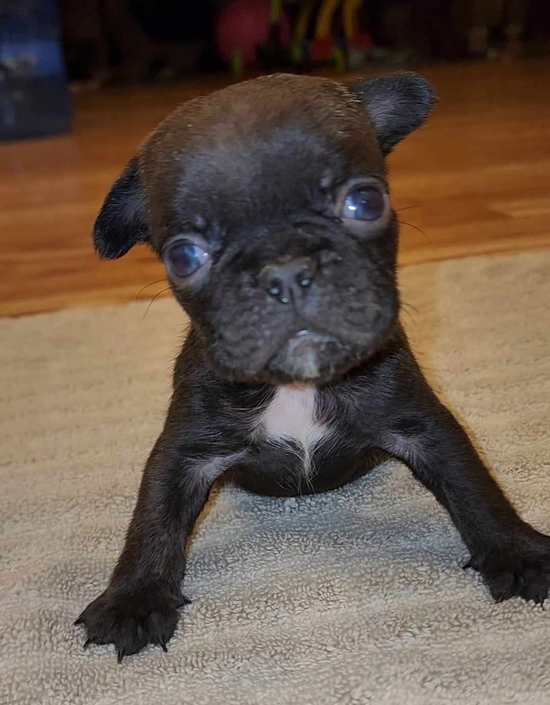 French Bulldog