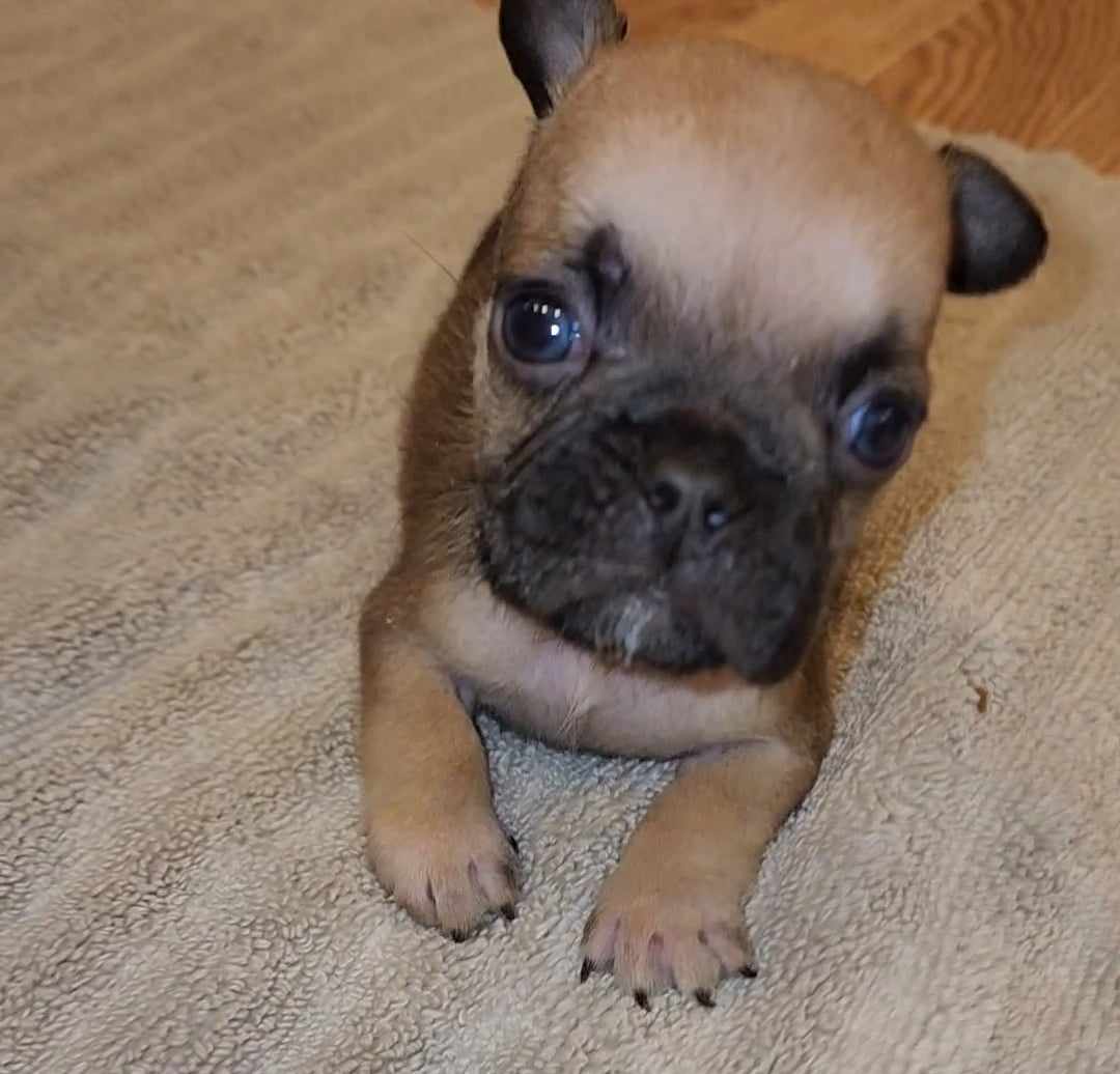 French Bulldog