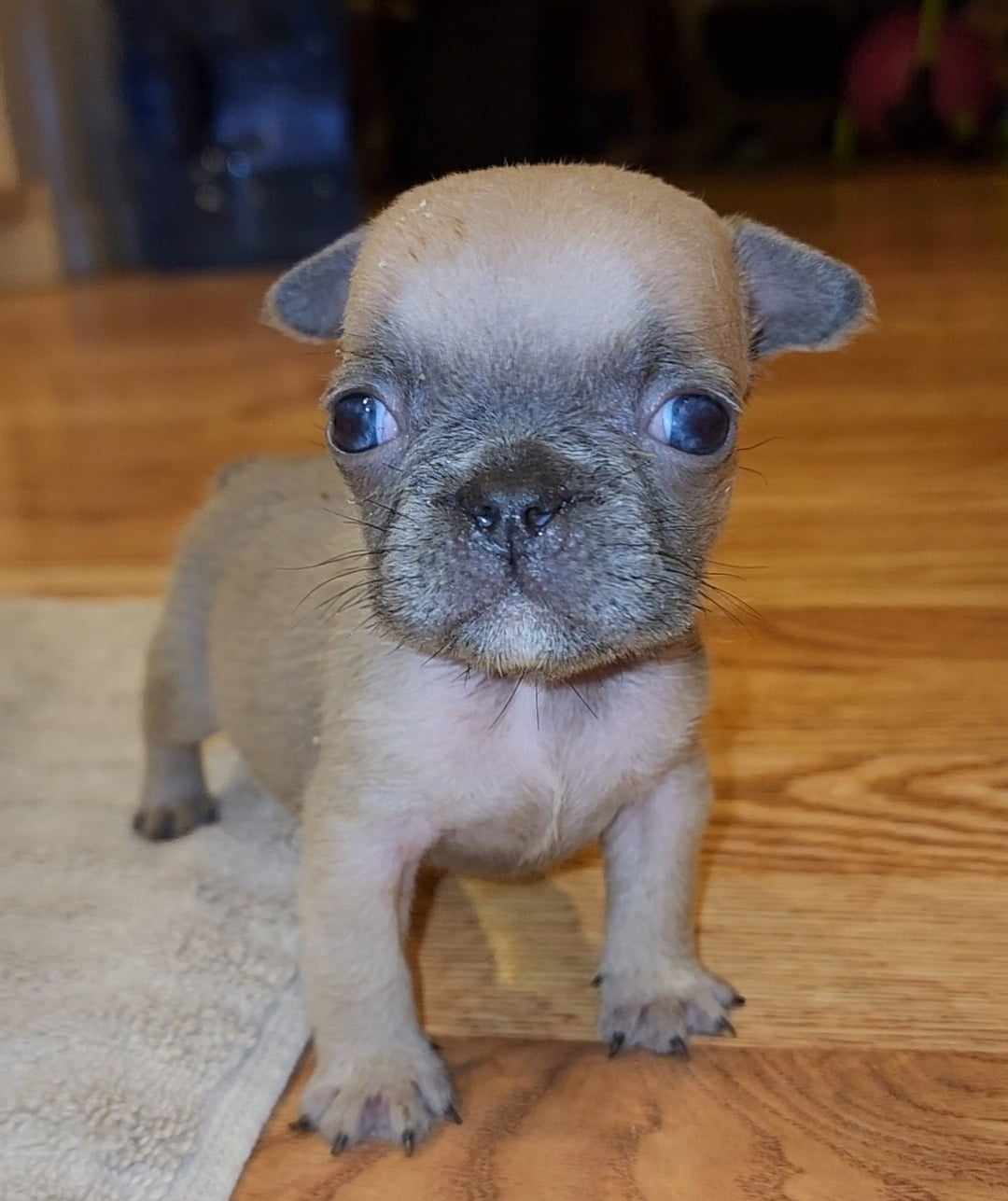 French Bulldog