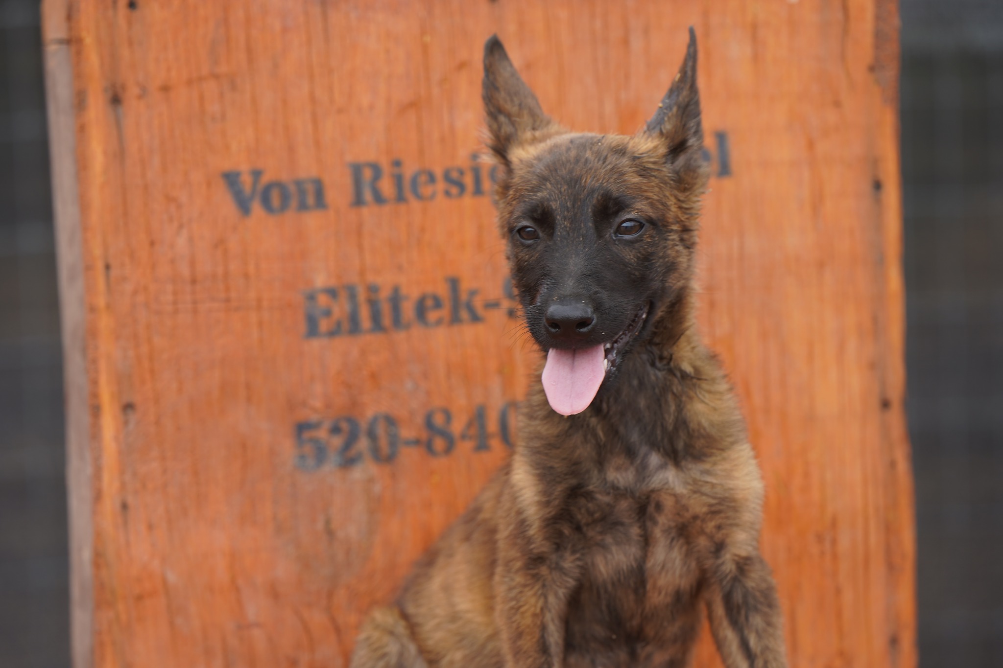 Dutch Shepherd