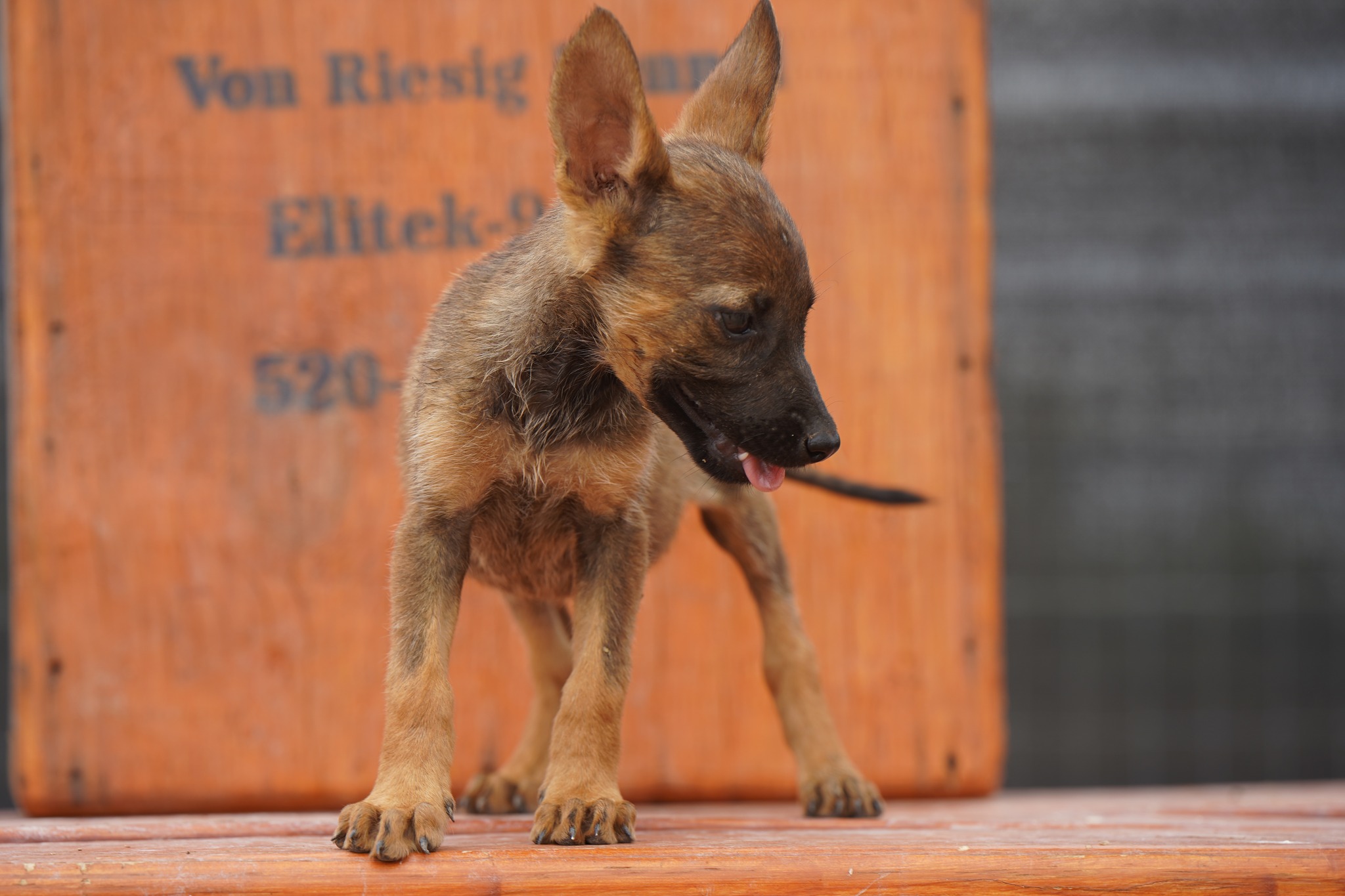 Malinois