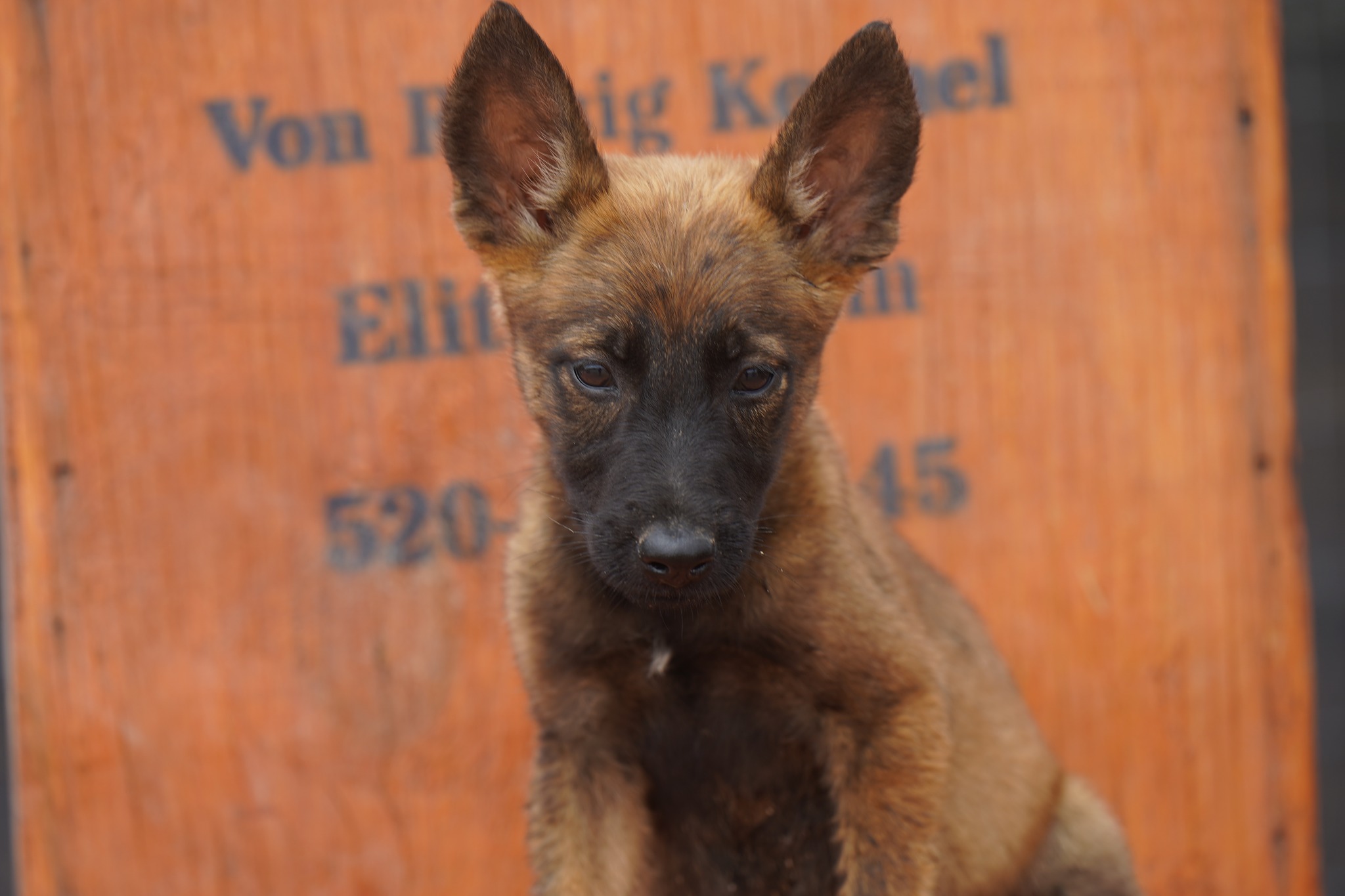 Malinois
