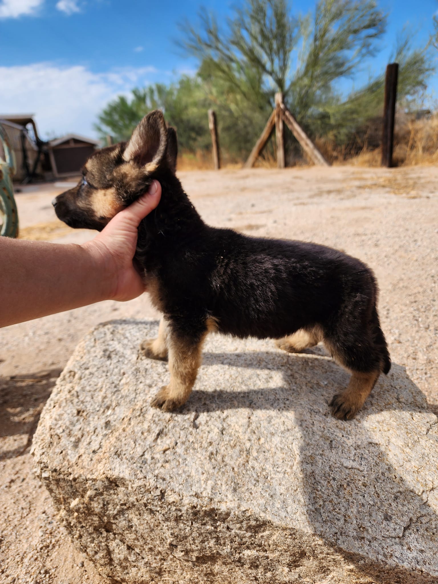 German Shepherd