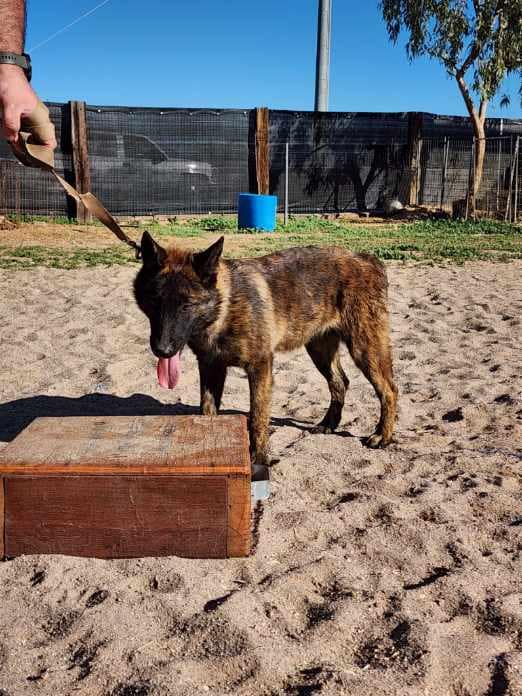 Dutch Shepherd