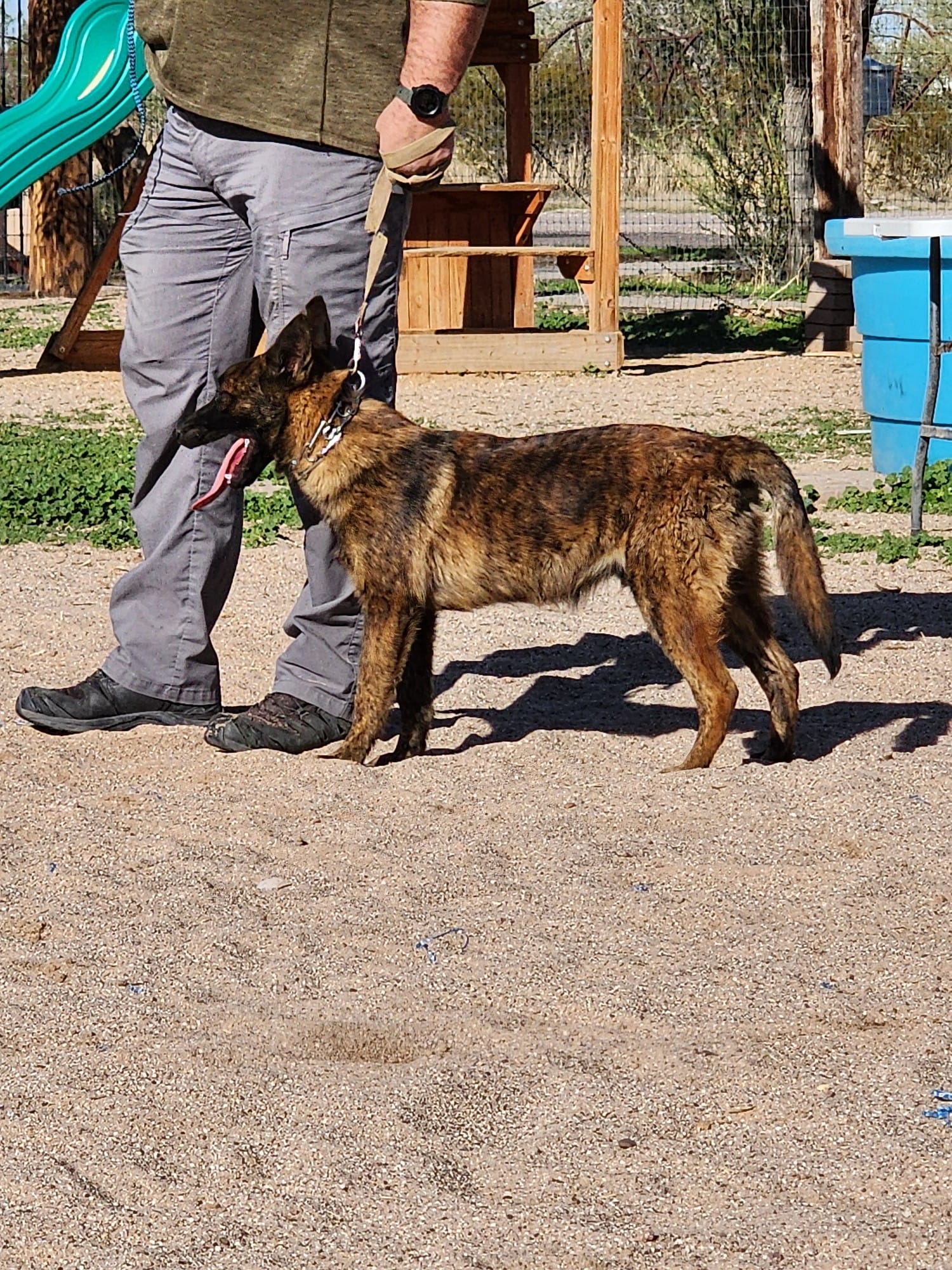 Dutch Shepherd