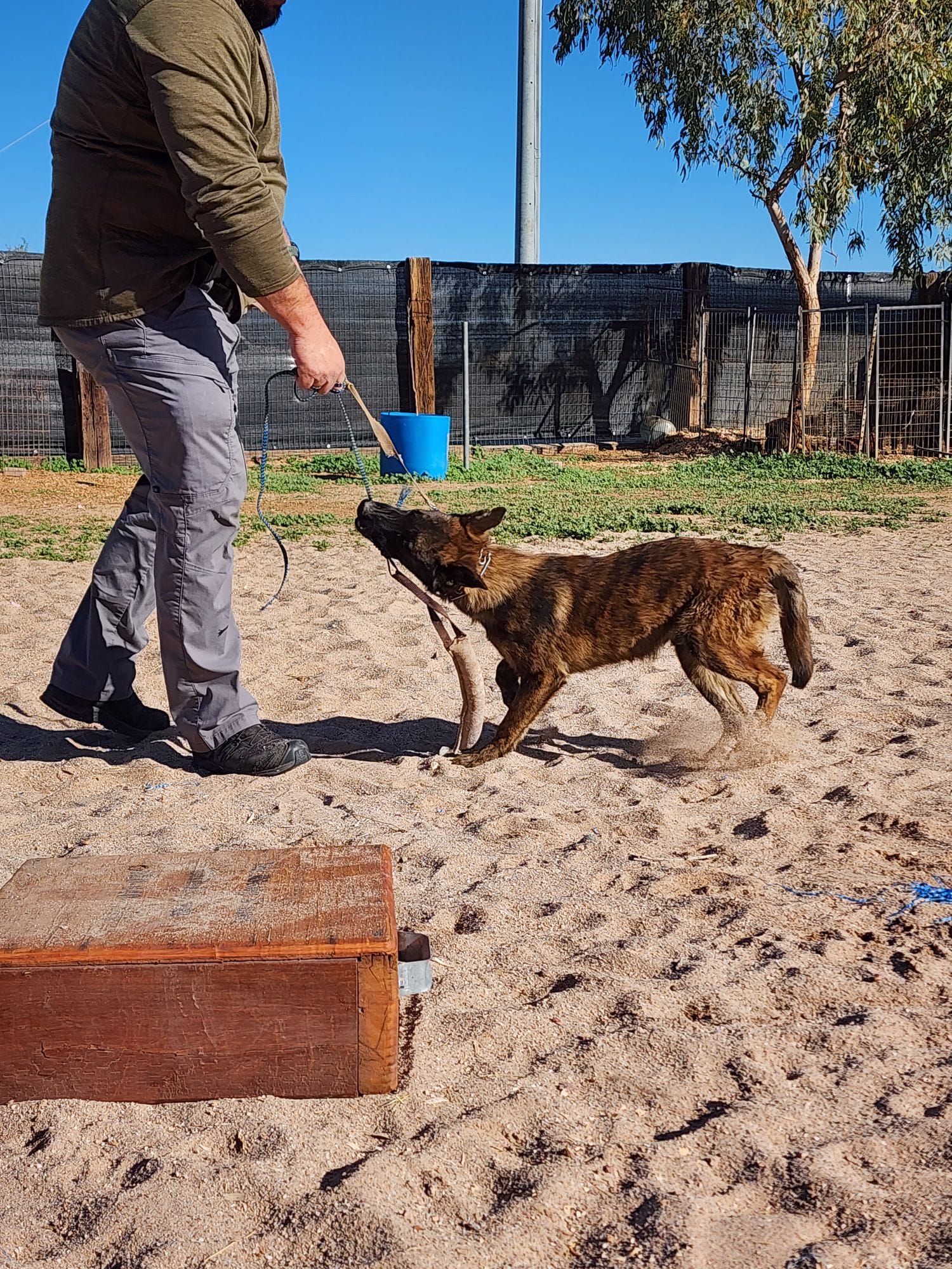 Dutch Shepherd