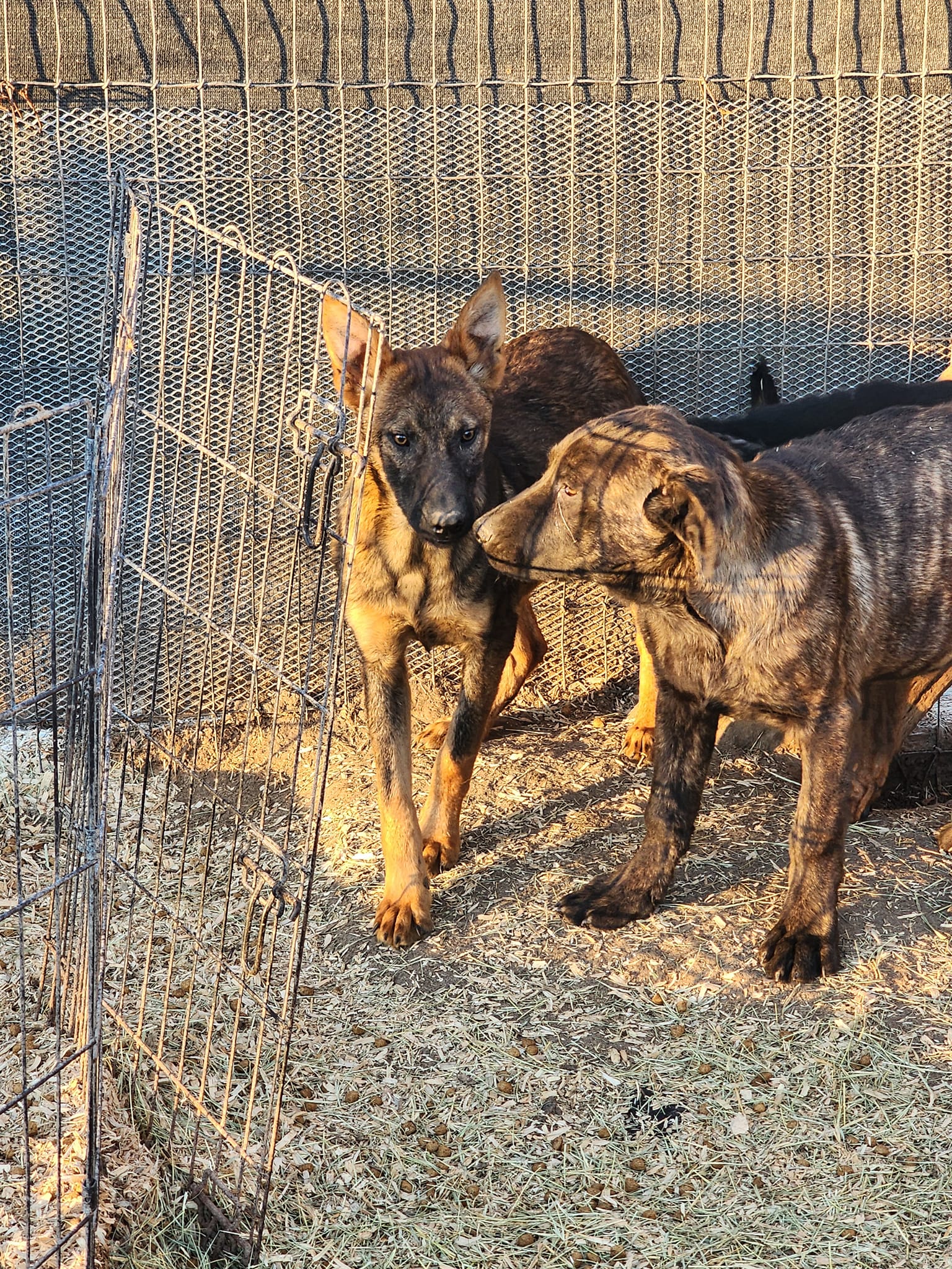 malinois