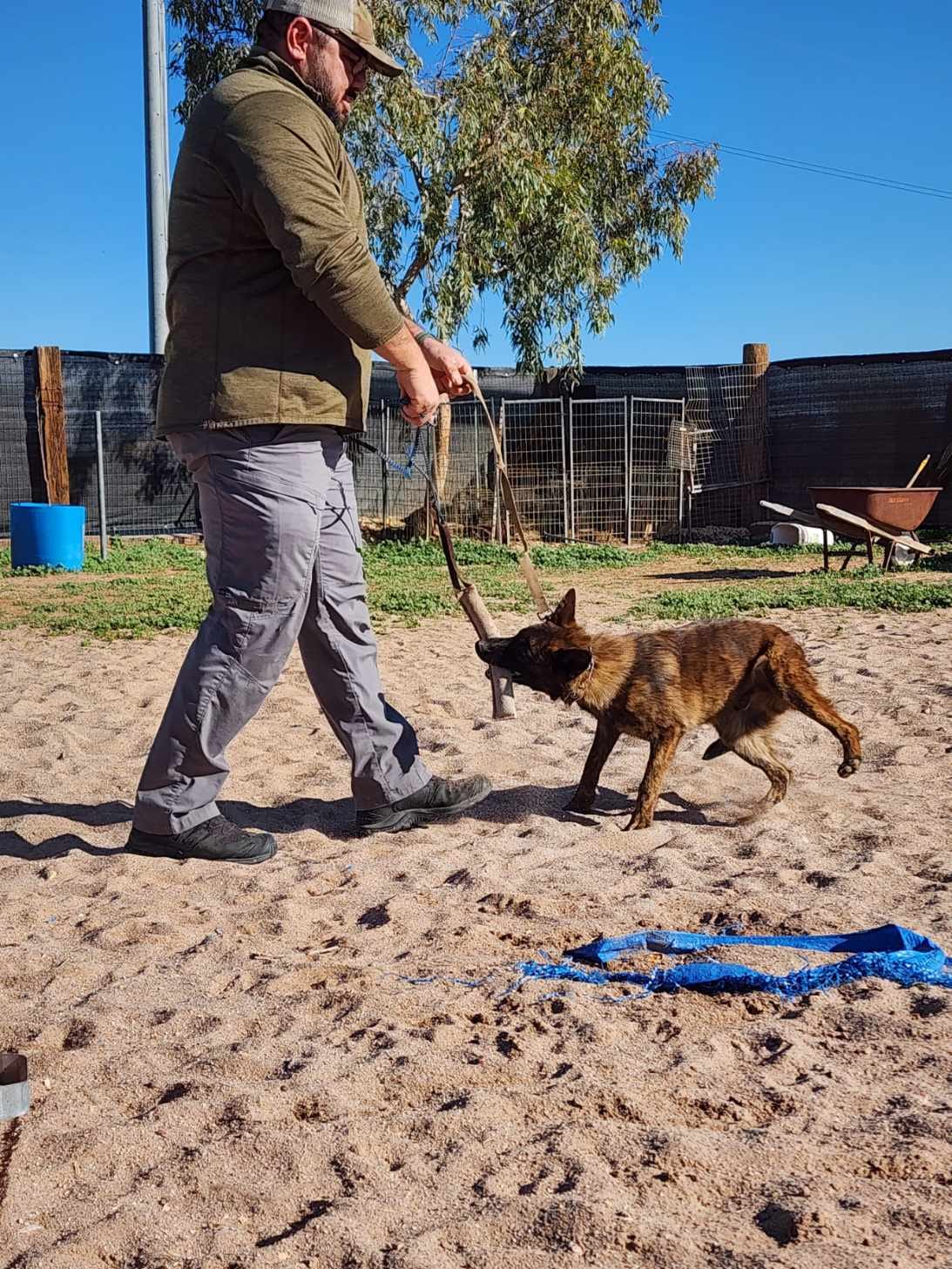 Dutch Shepherd