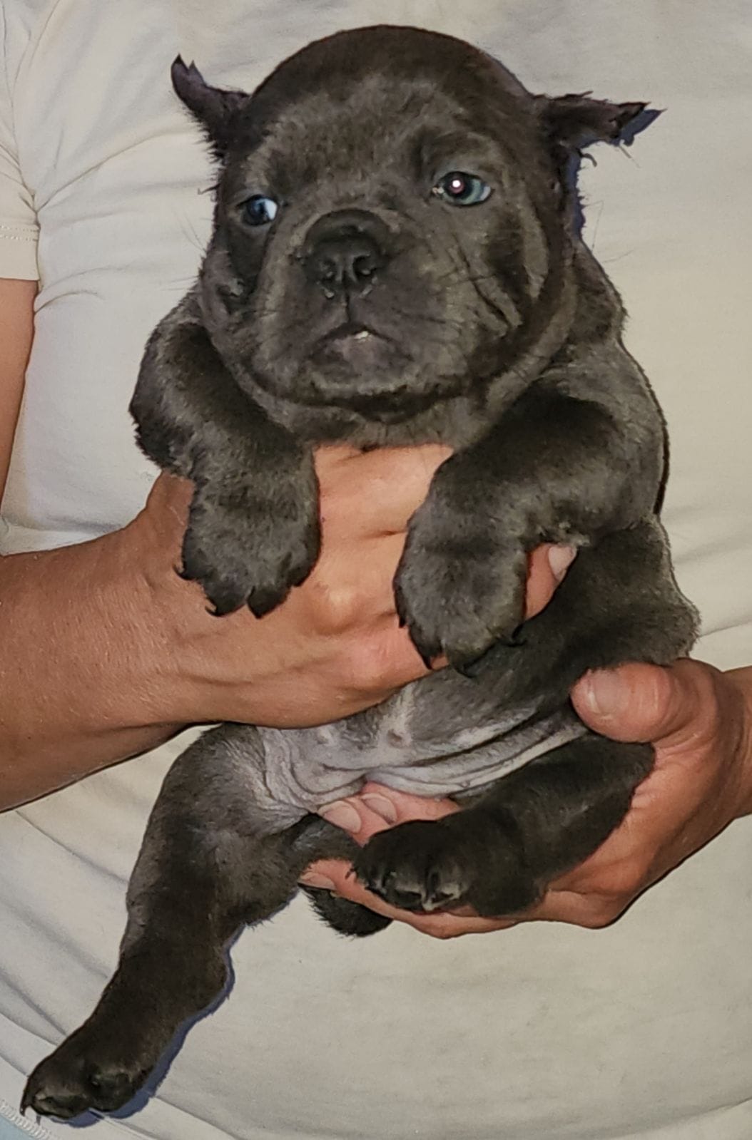 Micro Exotic Bully