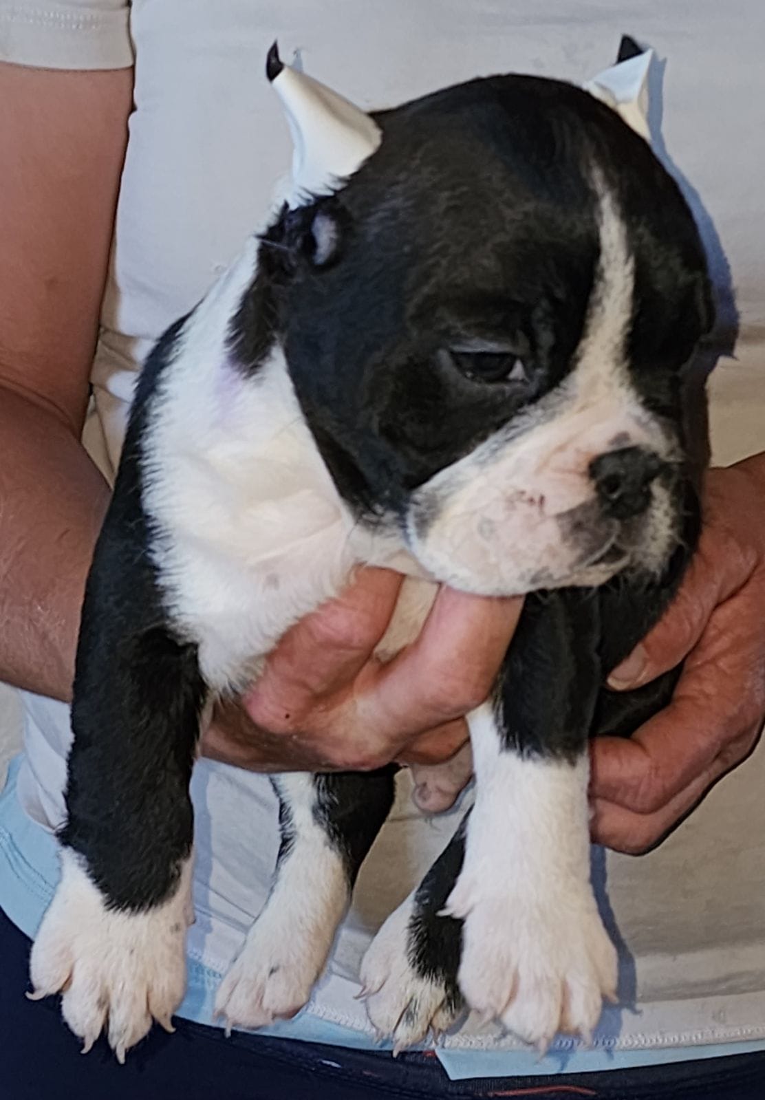 Micro Exotic Bully Puppies for Sale