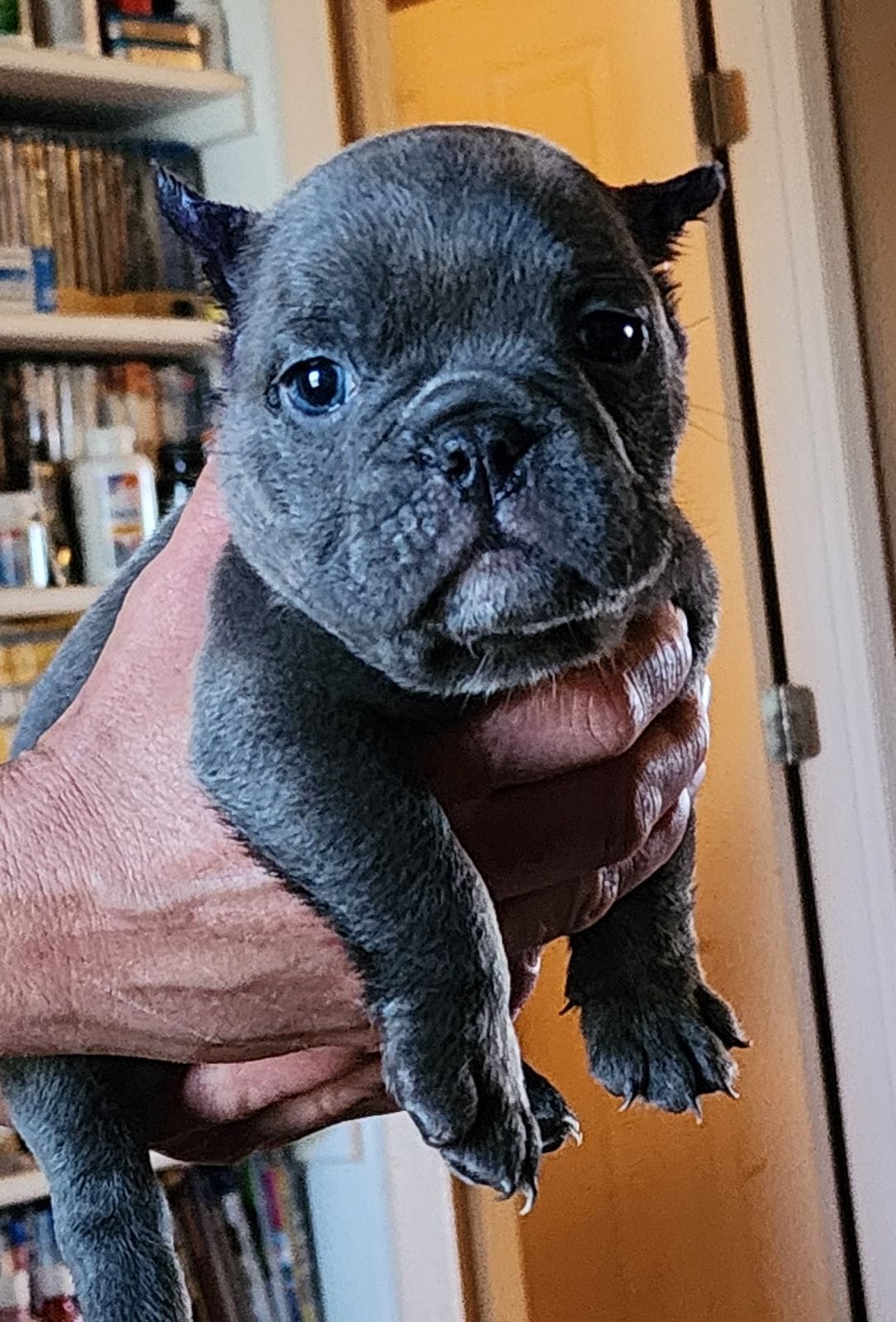 Micro Exotic Bully Puppies for Sale