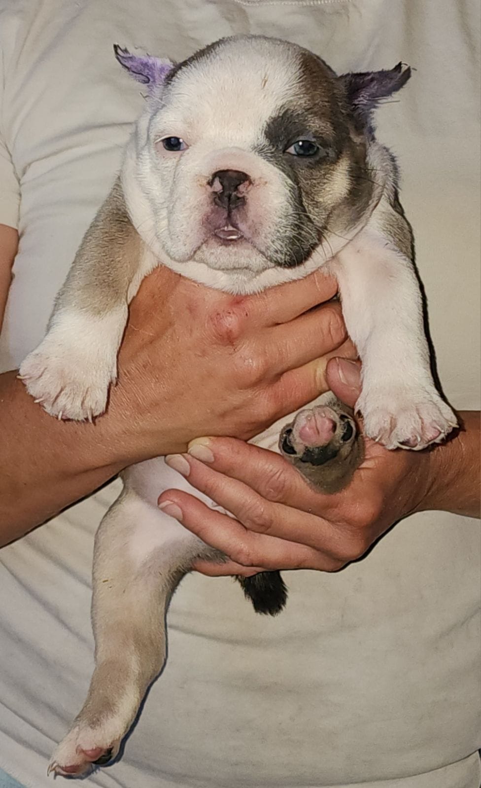 Micro Exotic Bully Puppies for Sale