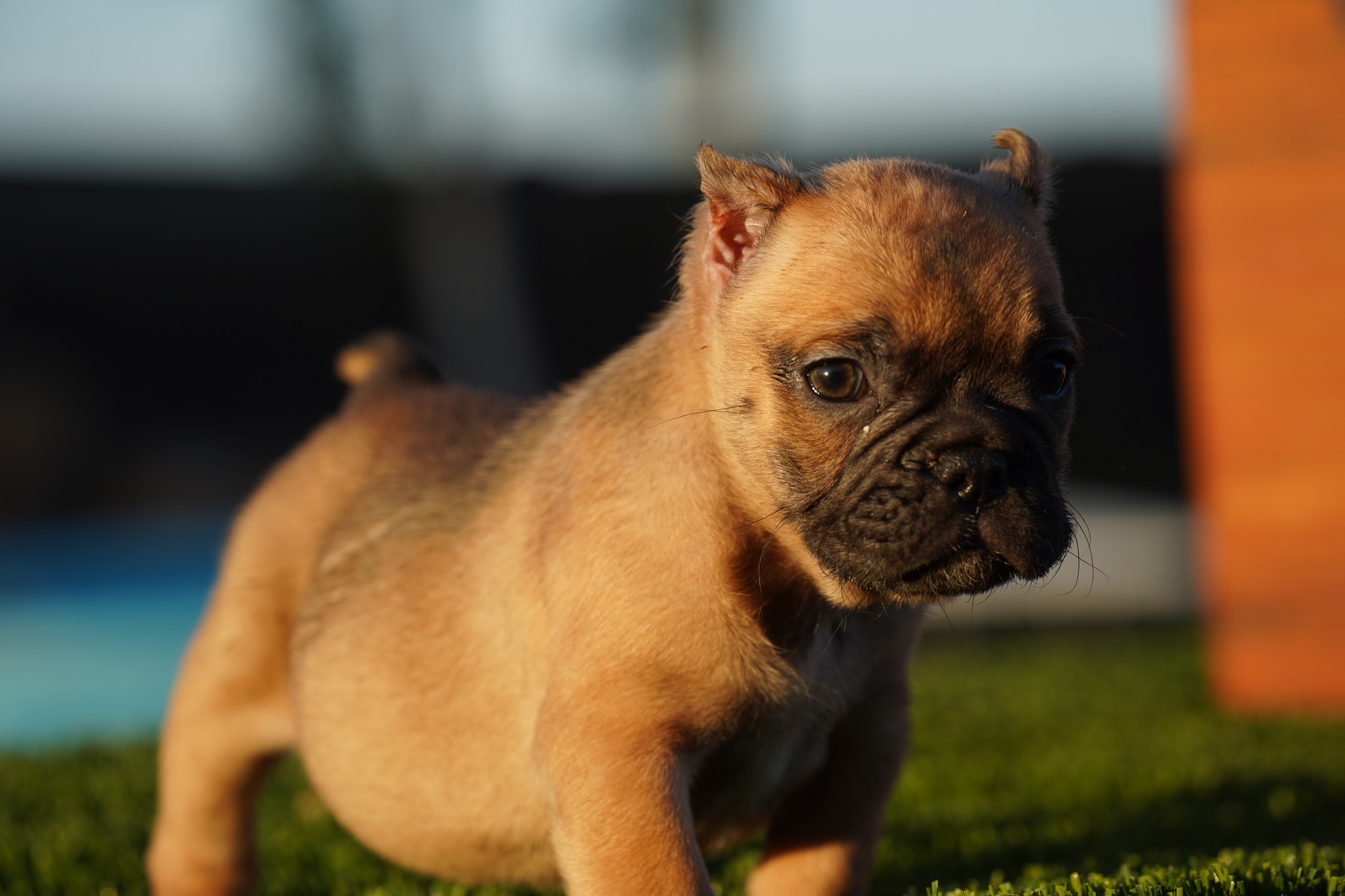 Micro Exotic Bully