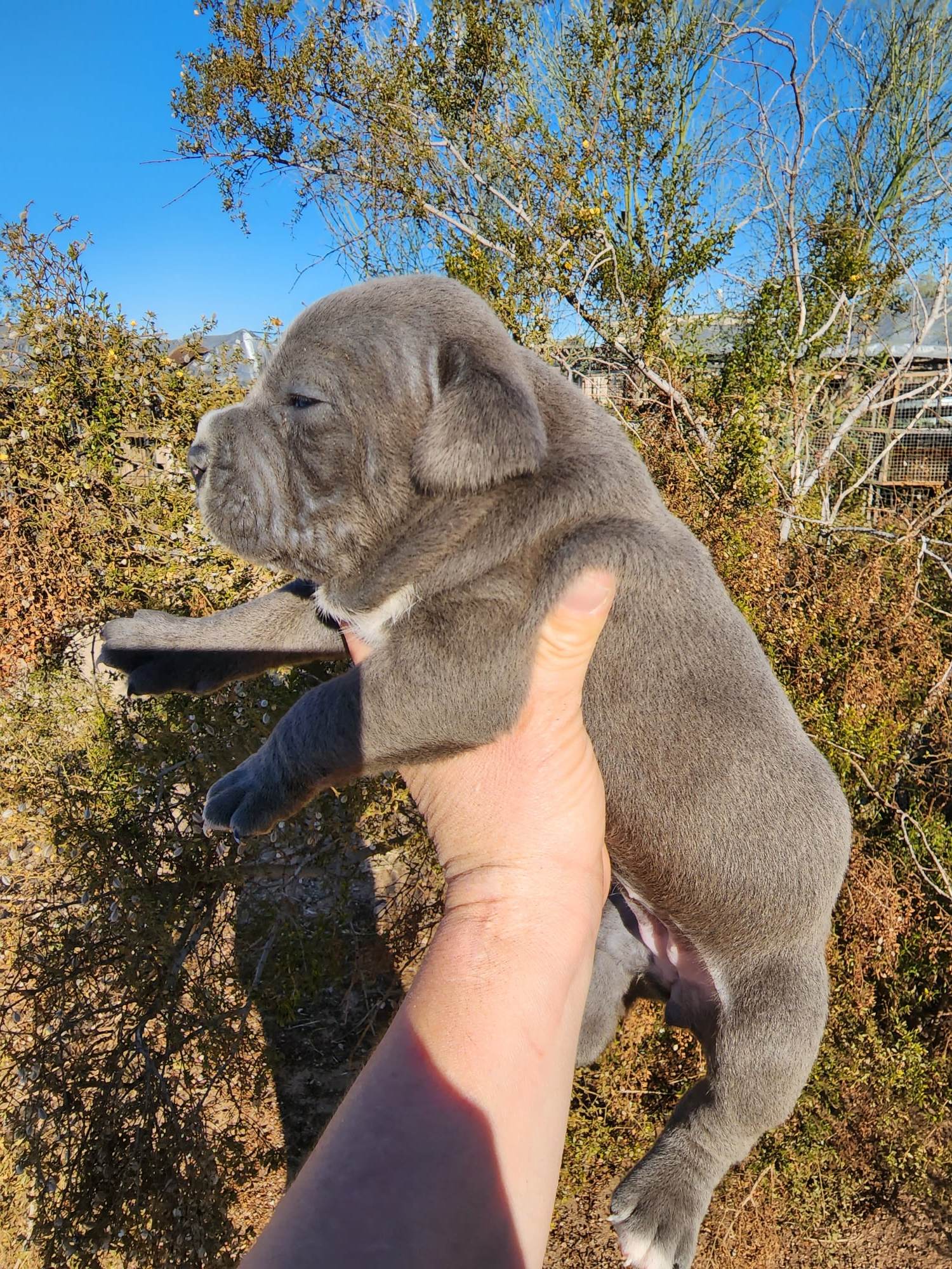 American Bandogge mastiff puppies for sale