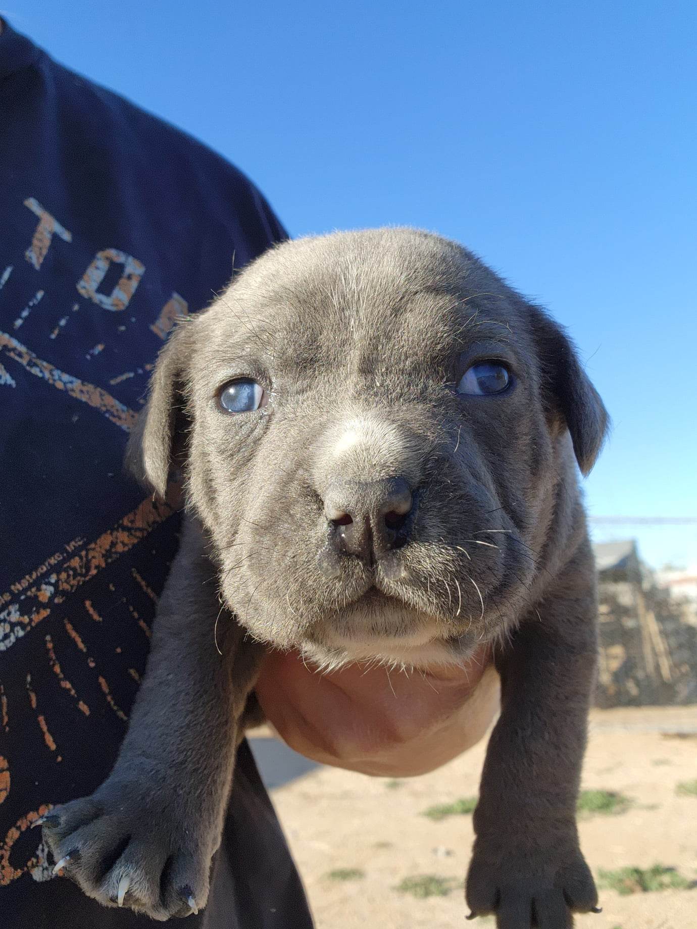 American Bandogge mastiff puppies for sale