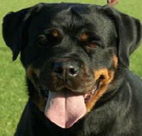 Rottweiler