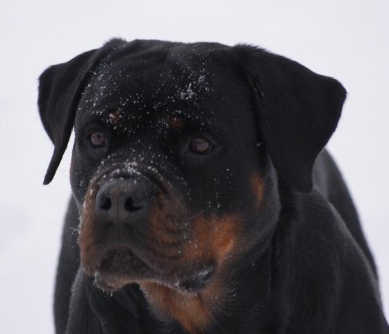 Rottweiler