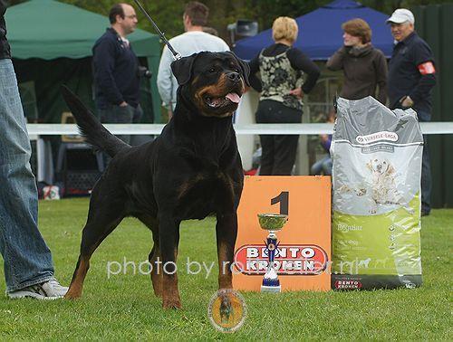 Rottweiler