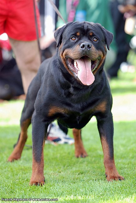 Rottweiler