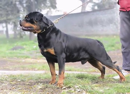 Rottweiler